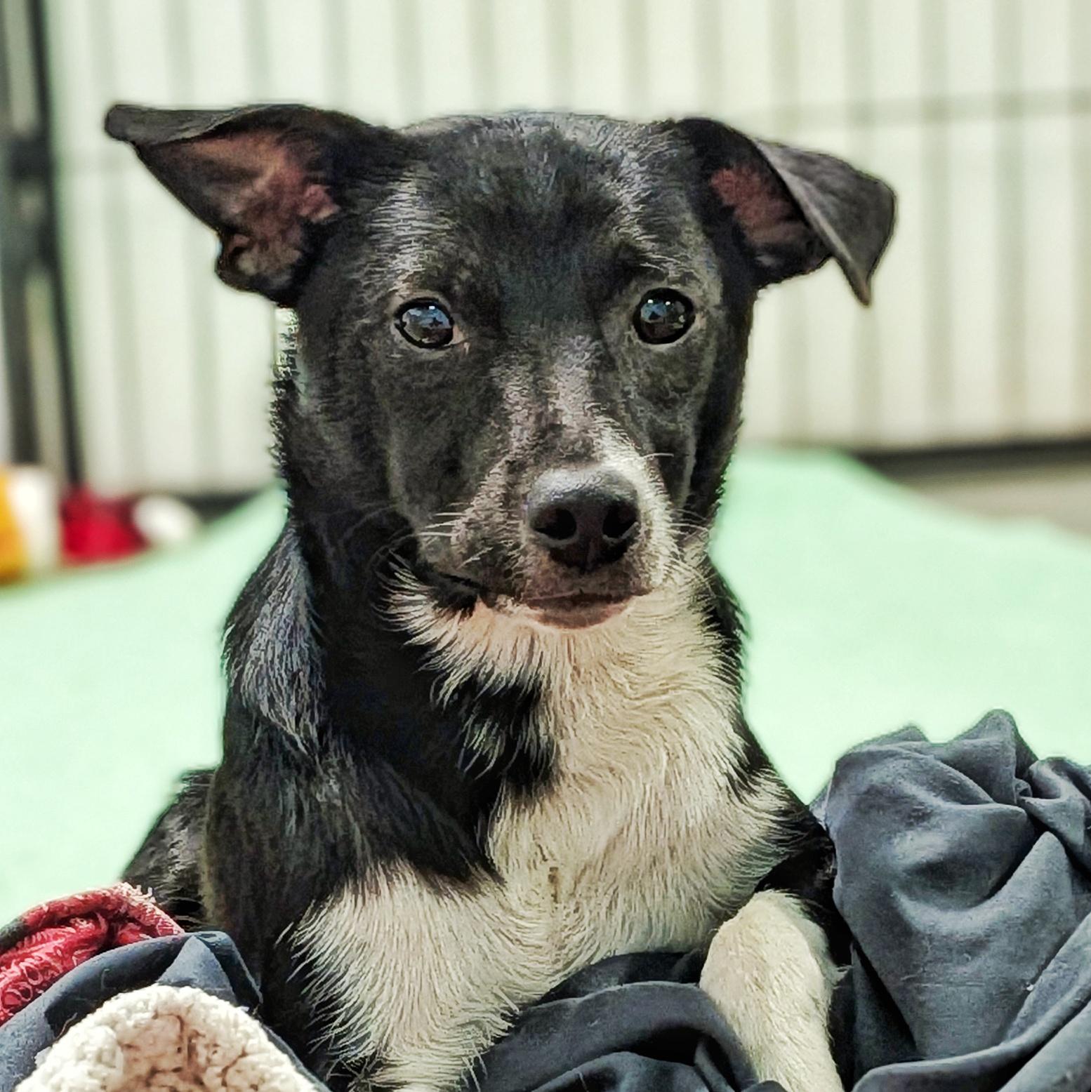 Levi, adopted, Puppy Male Canaan Dog & Jack Russell Terrier.