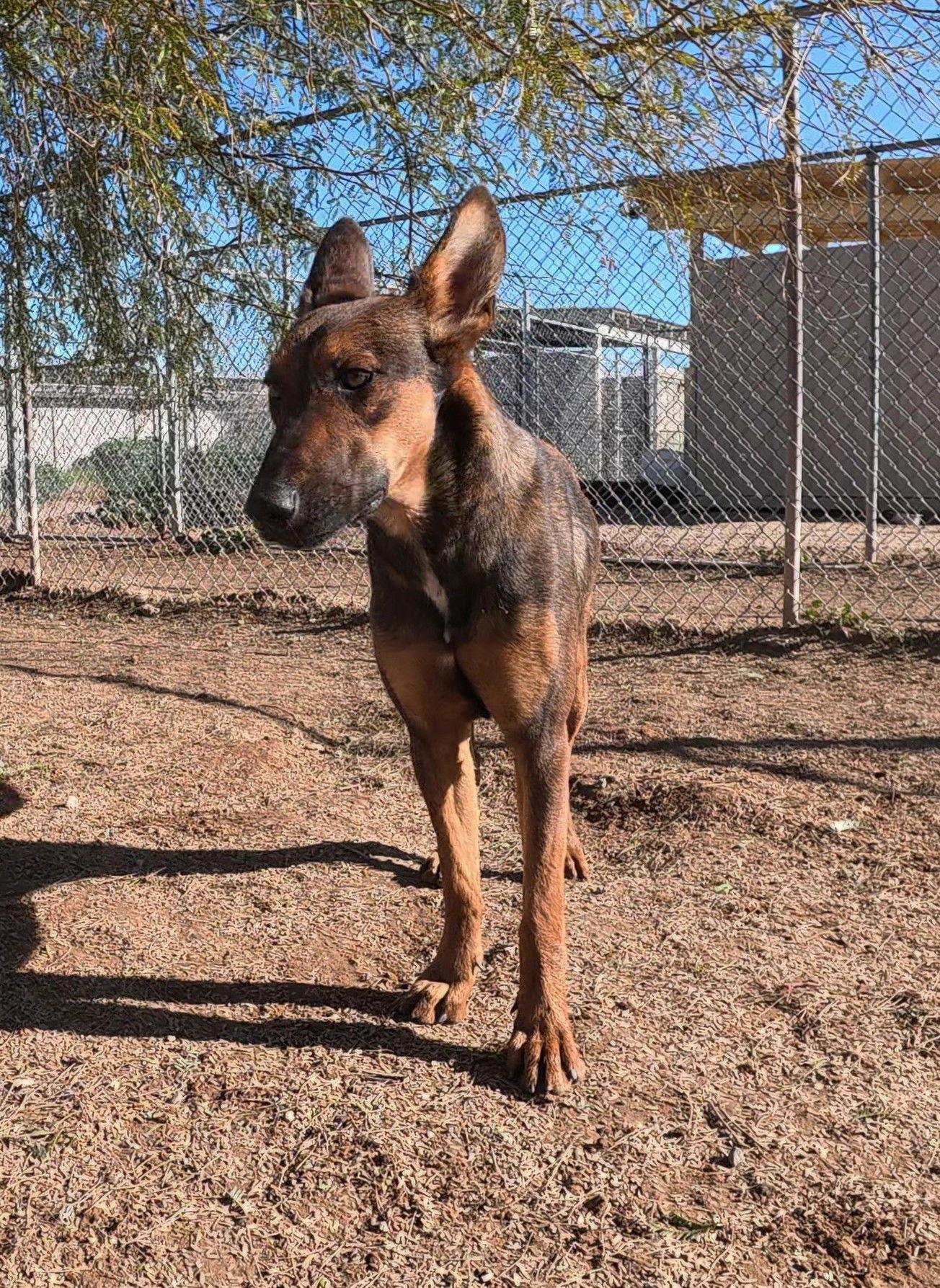 Ruby 2, a Adopted mixed breed in Queen Creek, AZ image 1/3