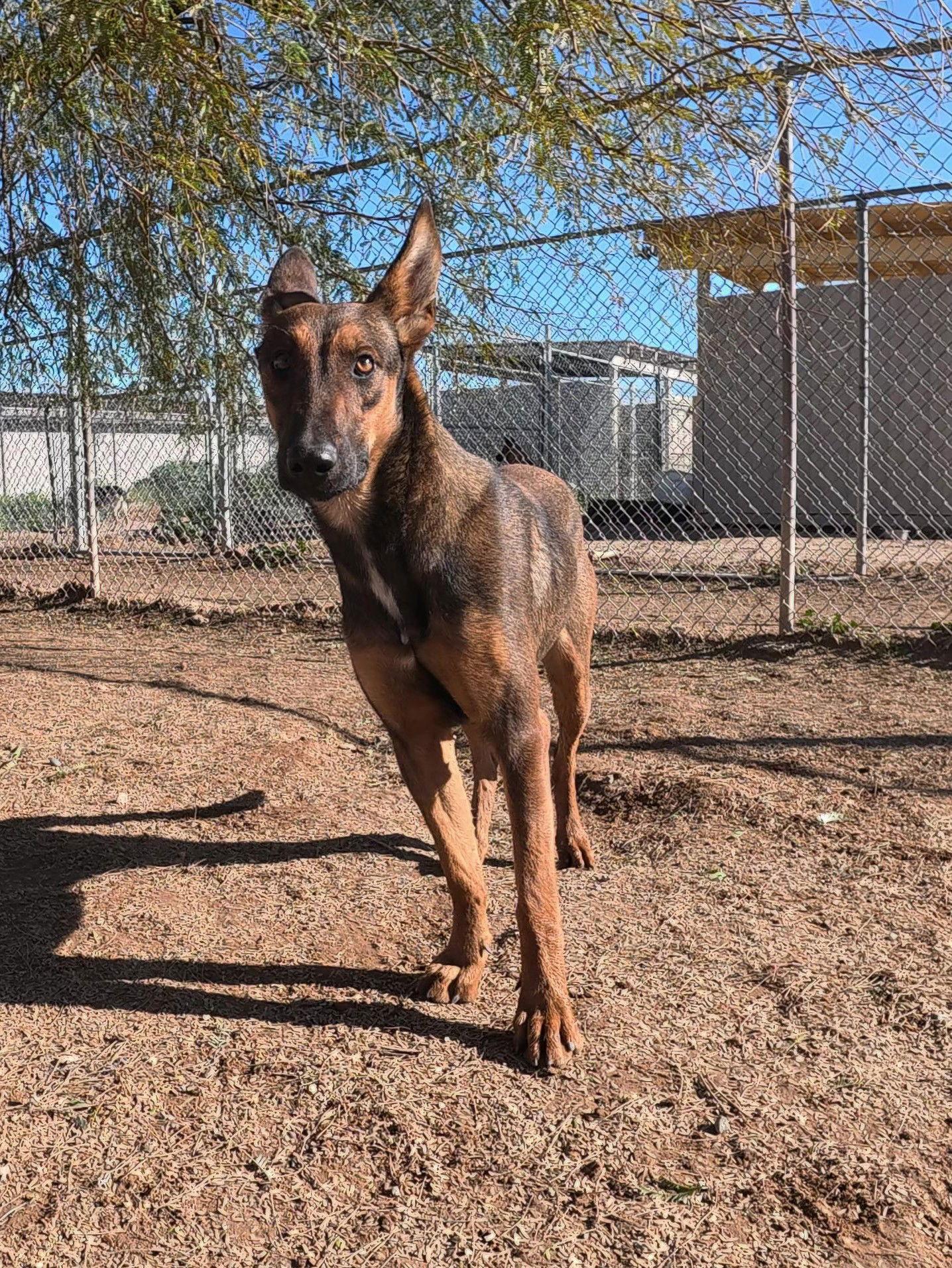 Ruby 2, a Adopted mixed breed in Queen Creek, AZ image 2/3