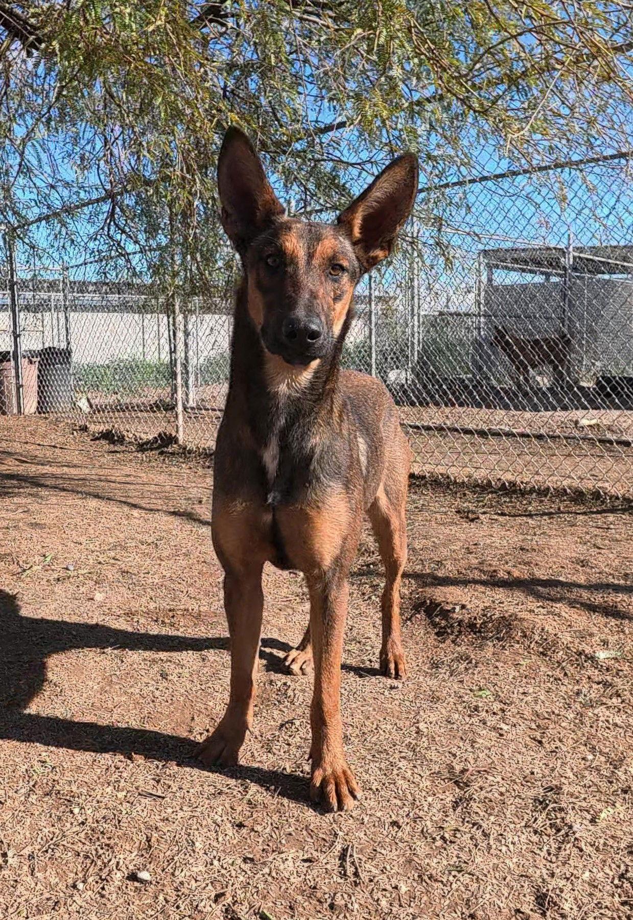 Ruby 2, a Adopted mixed breed in Queen Creek, AZ image 3/3