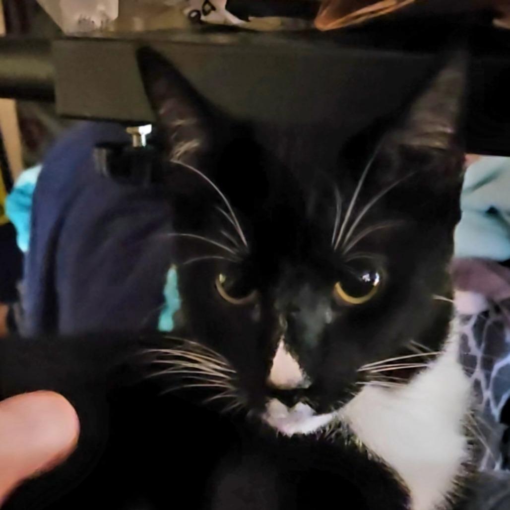 Enlarge Mystery, a Adoptable Domestic Short Hair in Atlanta, GA image 1/2