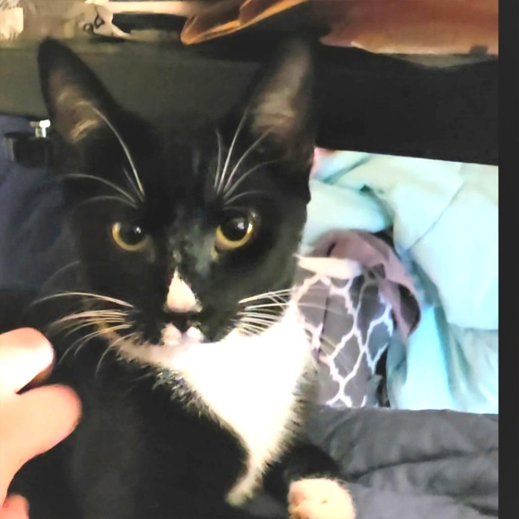 Enlarge Mystery, a Adoptable Domestic Short Hair in Atlanta, GA image 2/2