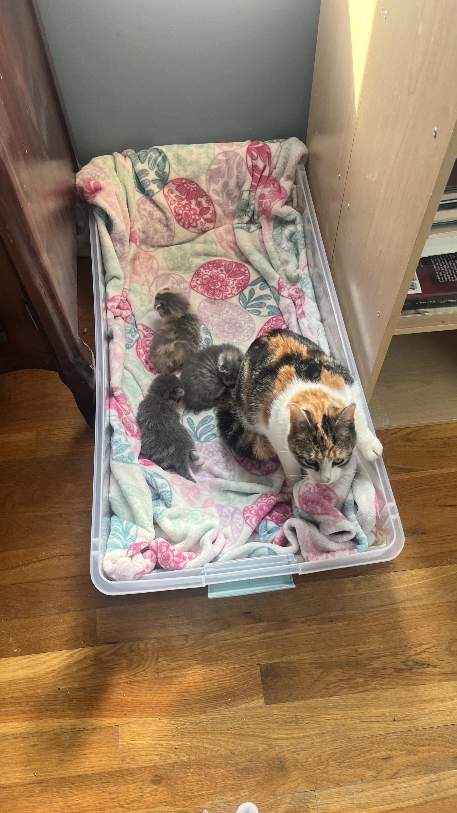 Enlarge *Peter Pan, a Adoptable Domestic Short Hair in Forest, VA image 1/3