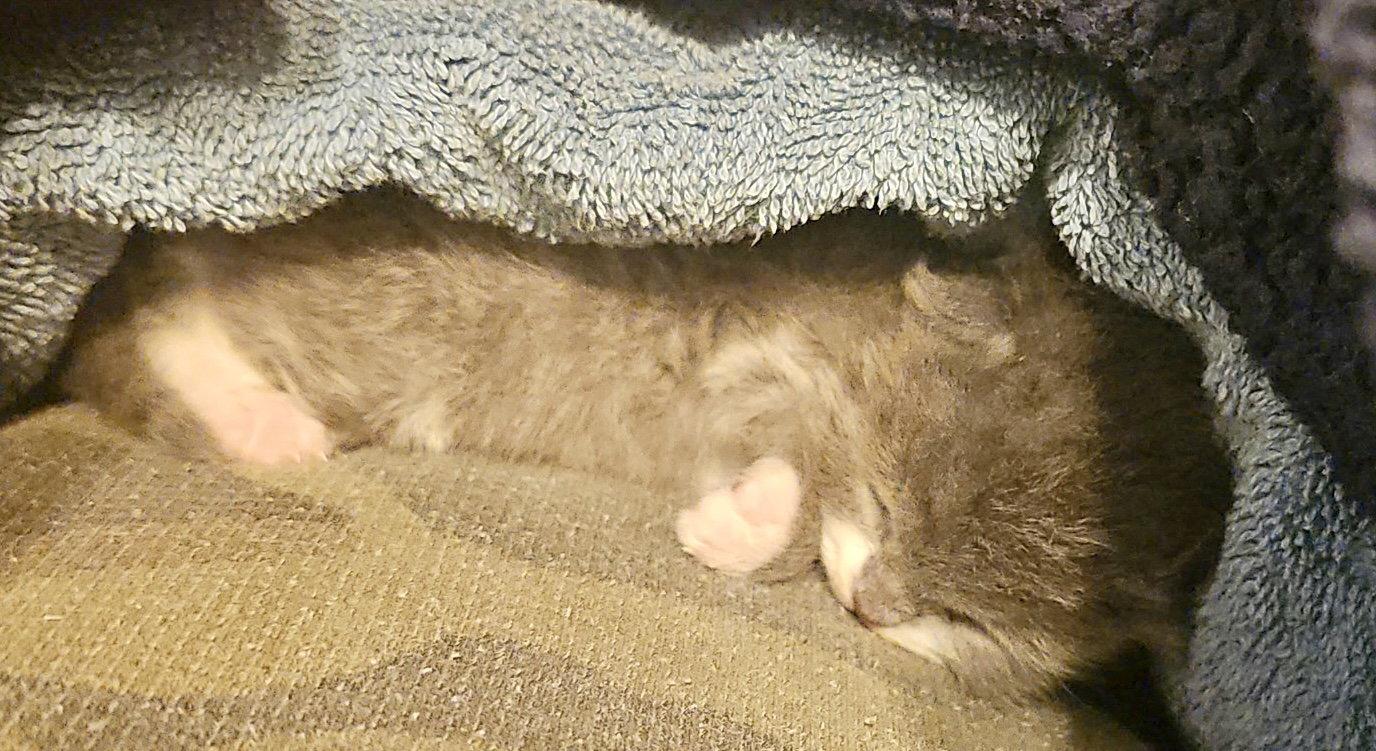 Enlarge *Peter Pan, a Adoptable Domestic Short Hair in Forest, VA image 2/3