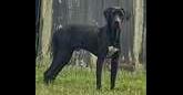 Dax, Adoptable, Adult Male Great Dane.