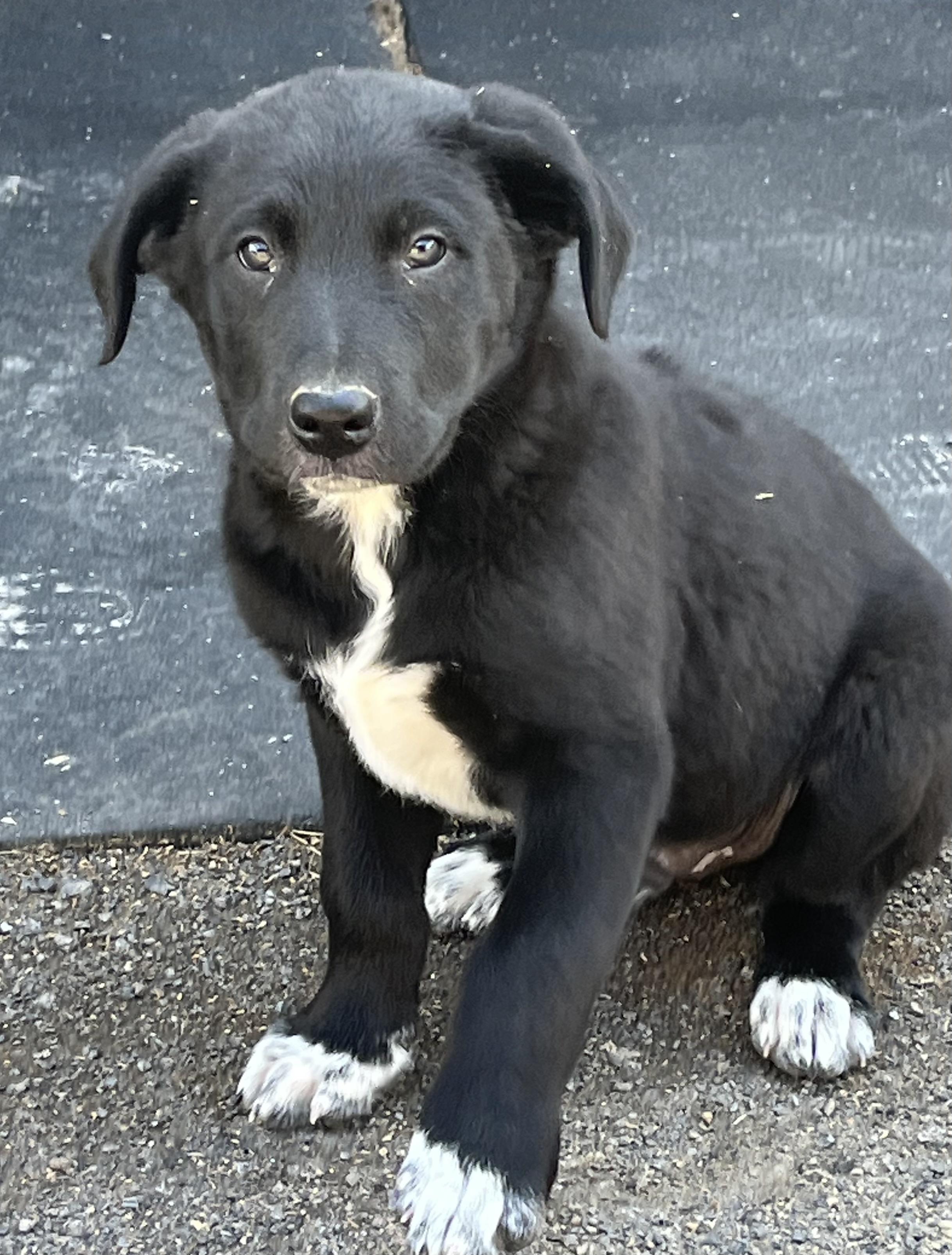 Popsicle, Adoptable, Puppy Male Bernese Mountain Dog.