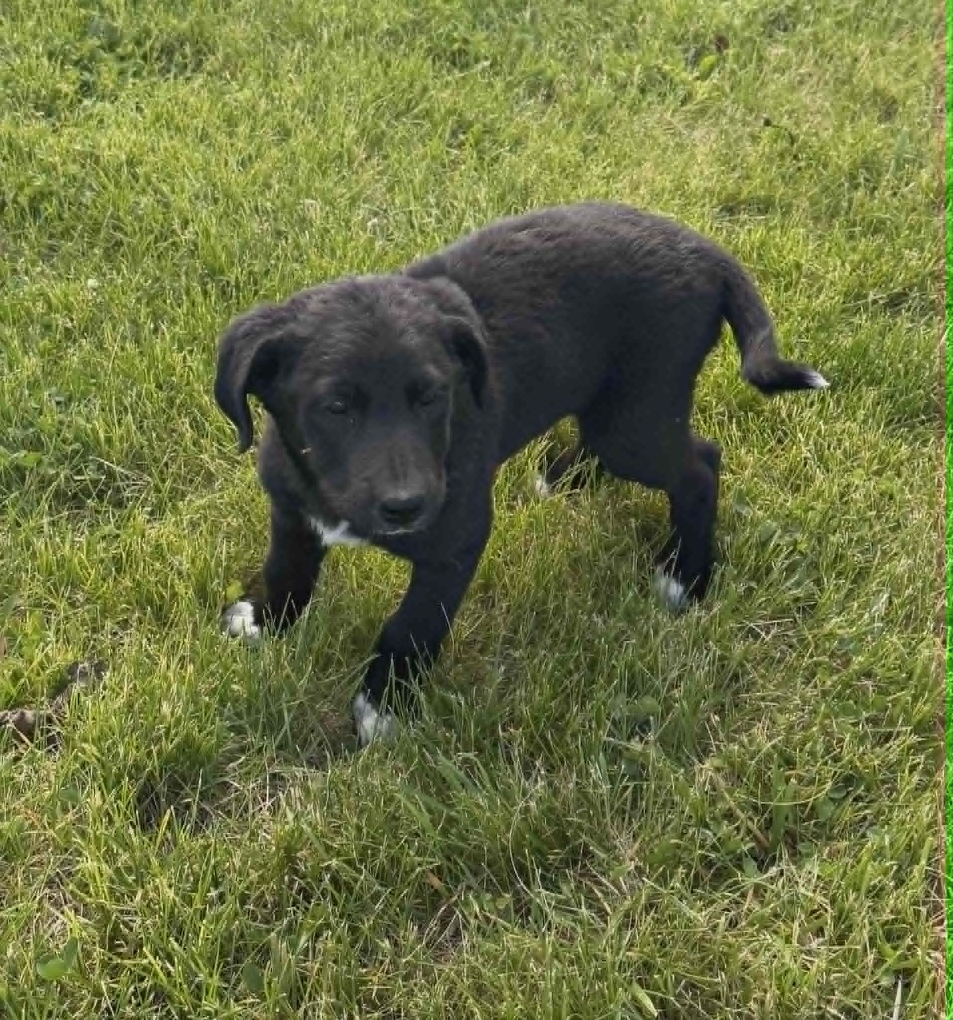 Enlarge Popsicle, a Adoptable mixed breed in Havertown, PA image 2/2