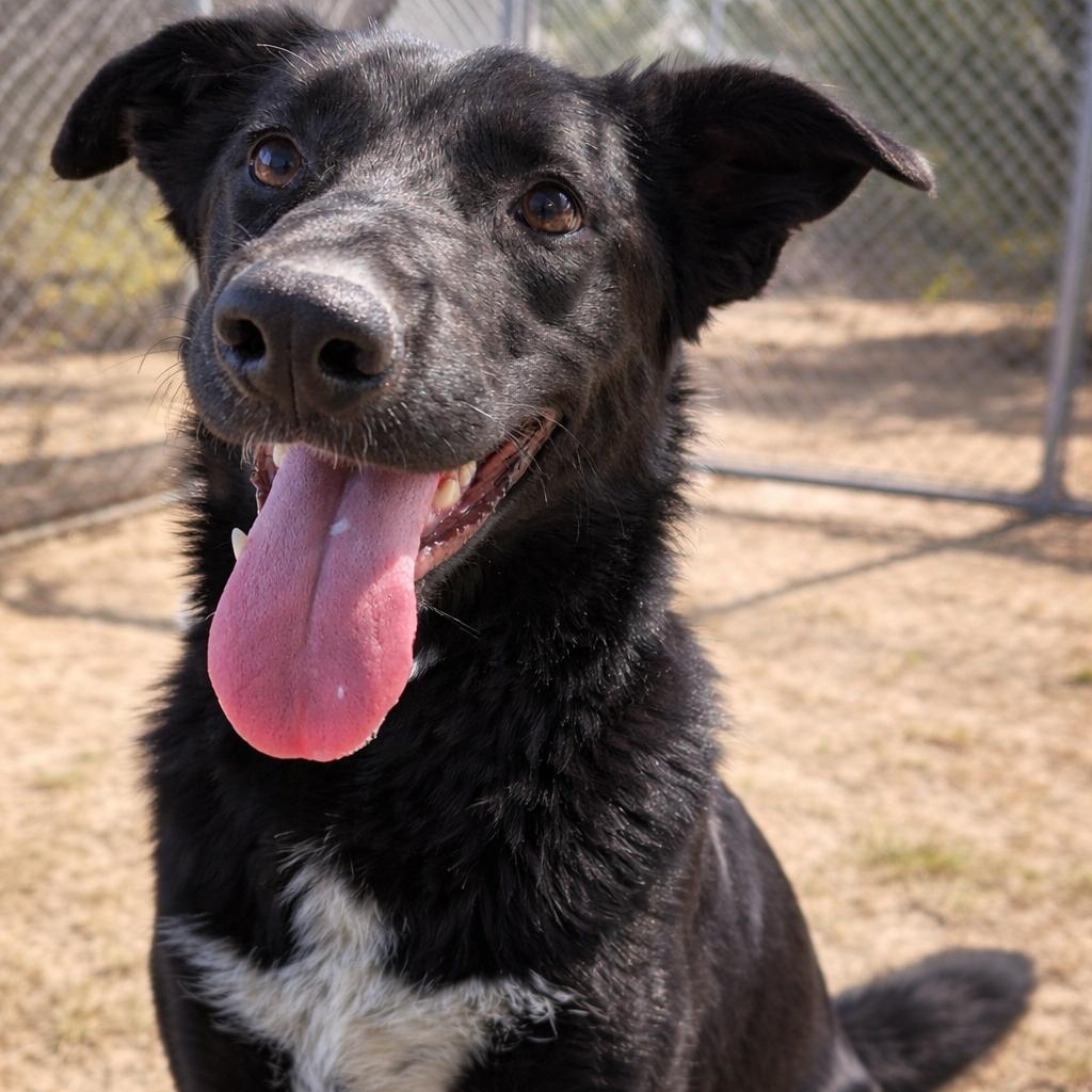 Hippolyta-Lyta, ADOPTABLE, Adult Female Labrador Retriever.