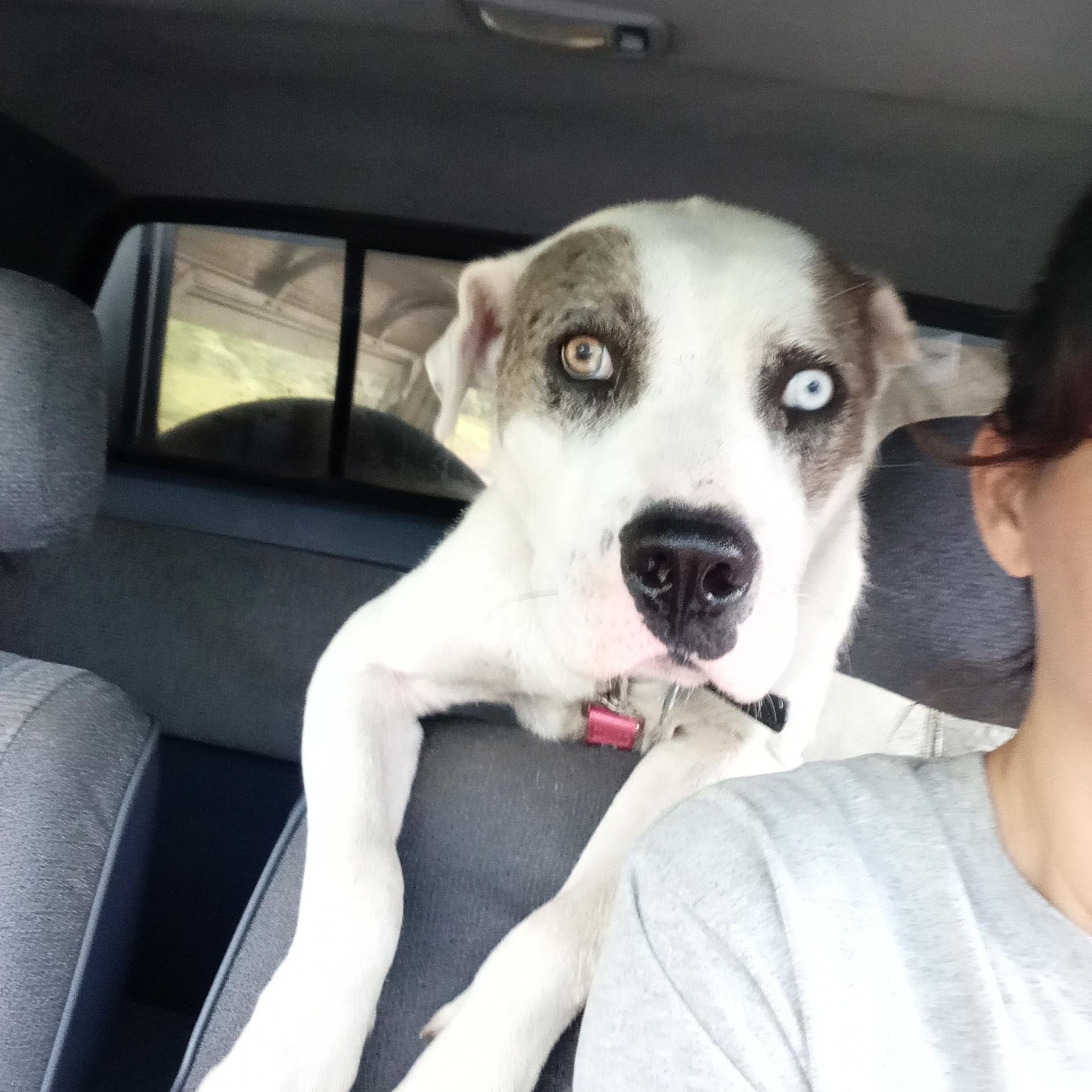 Buddy ($200 adoption fee partially sponsored)