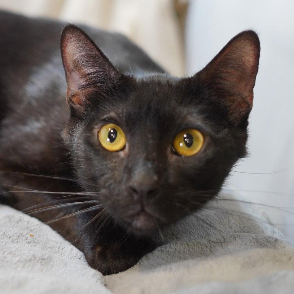 Enlarge Raf, a Adoptable Domestic Short Hair in Garland, TX image 1/3