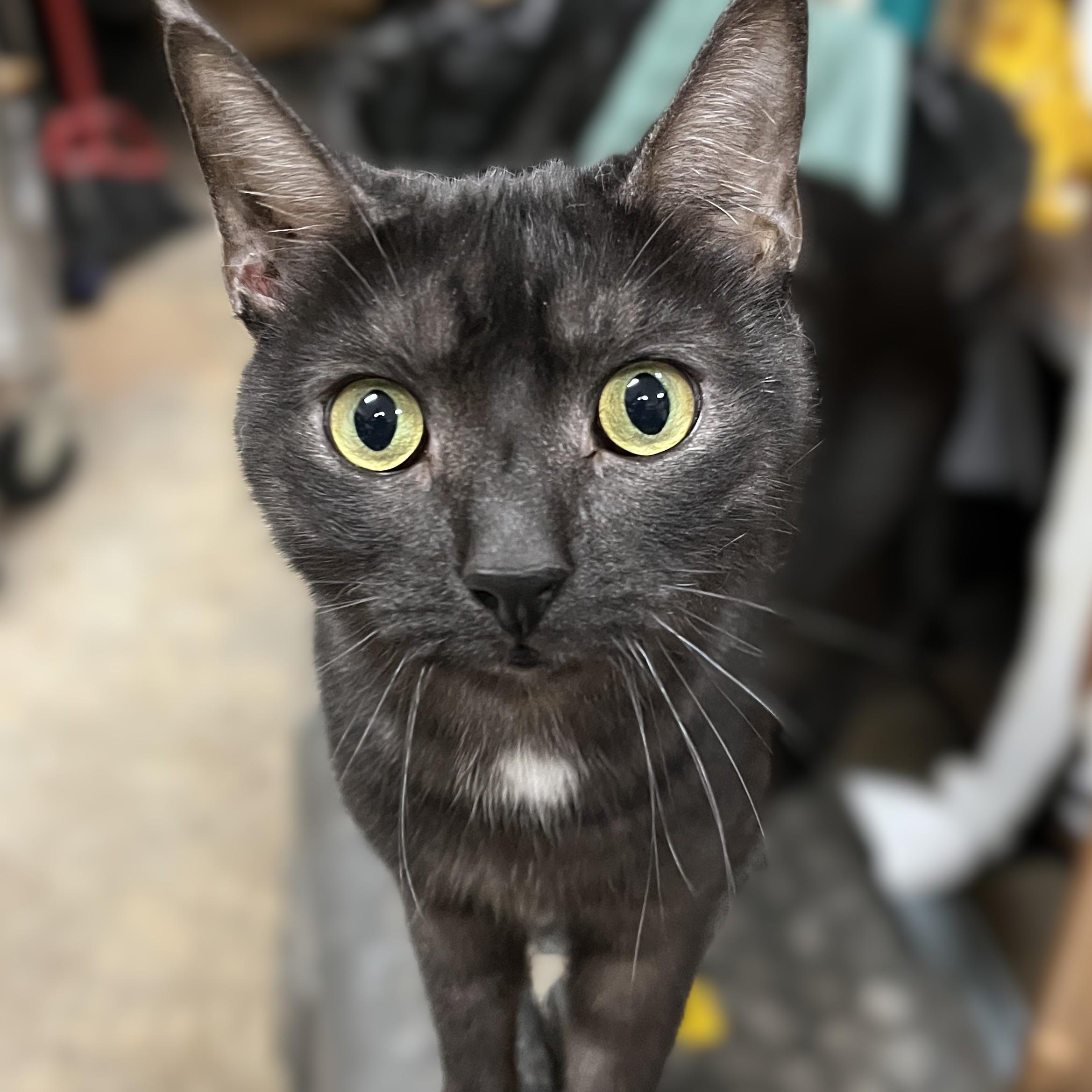 Smoky (gentle soul), Adoptable, Adult Male Domestic Short Hair.