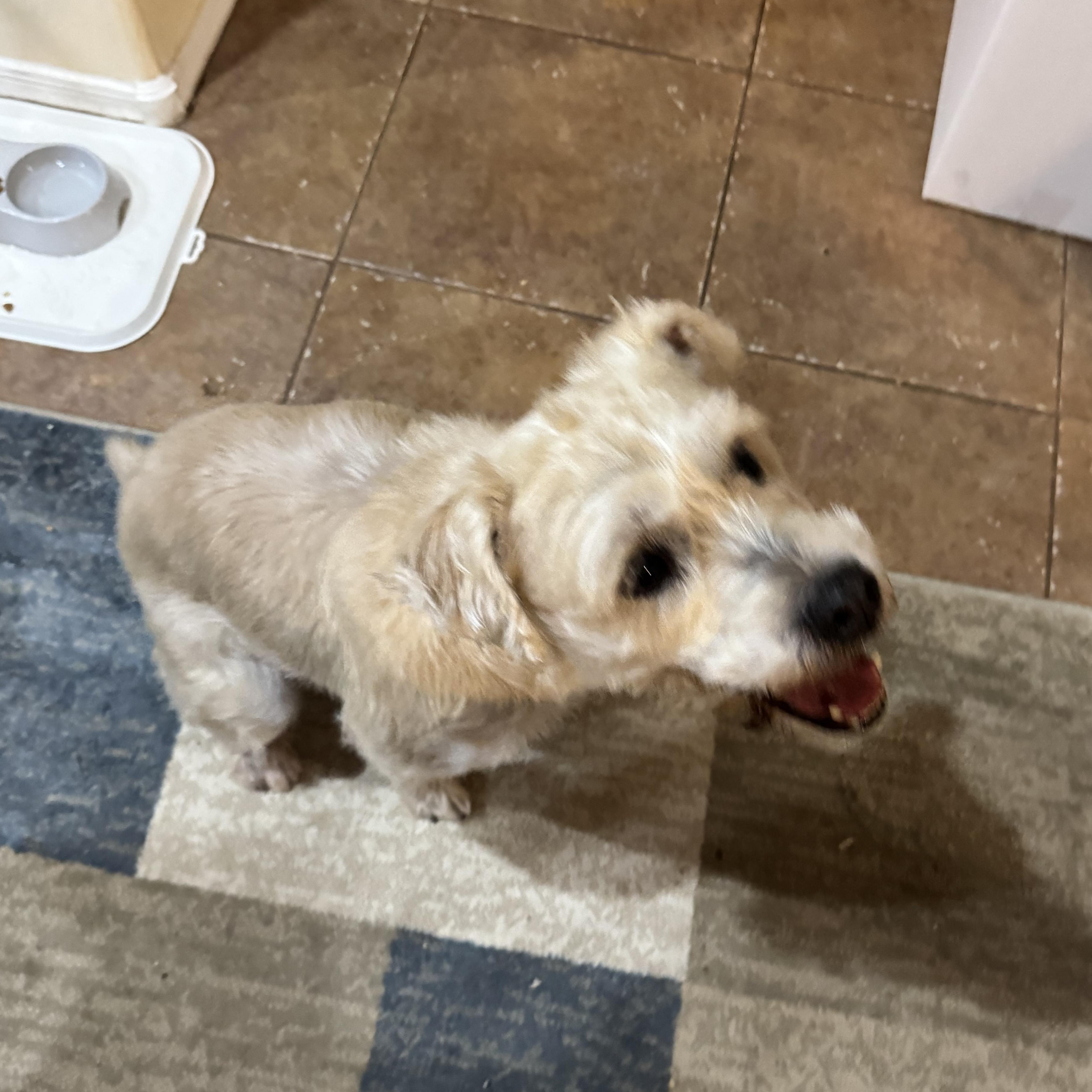 Enlarge Bolt, a Adoptable mixed breed in Phoenix, AZ image 2/6