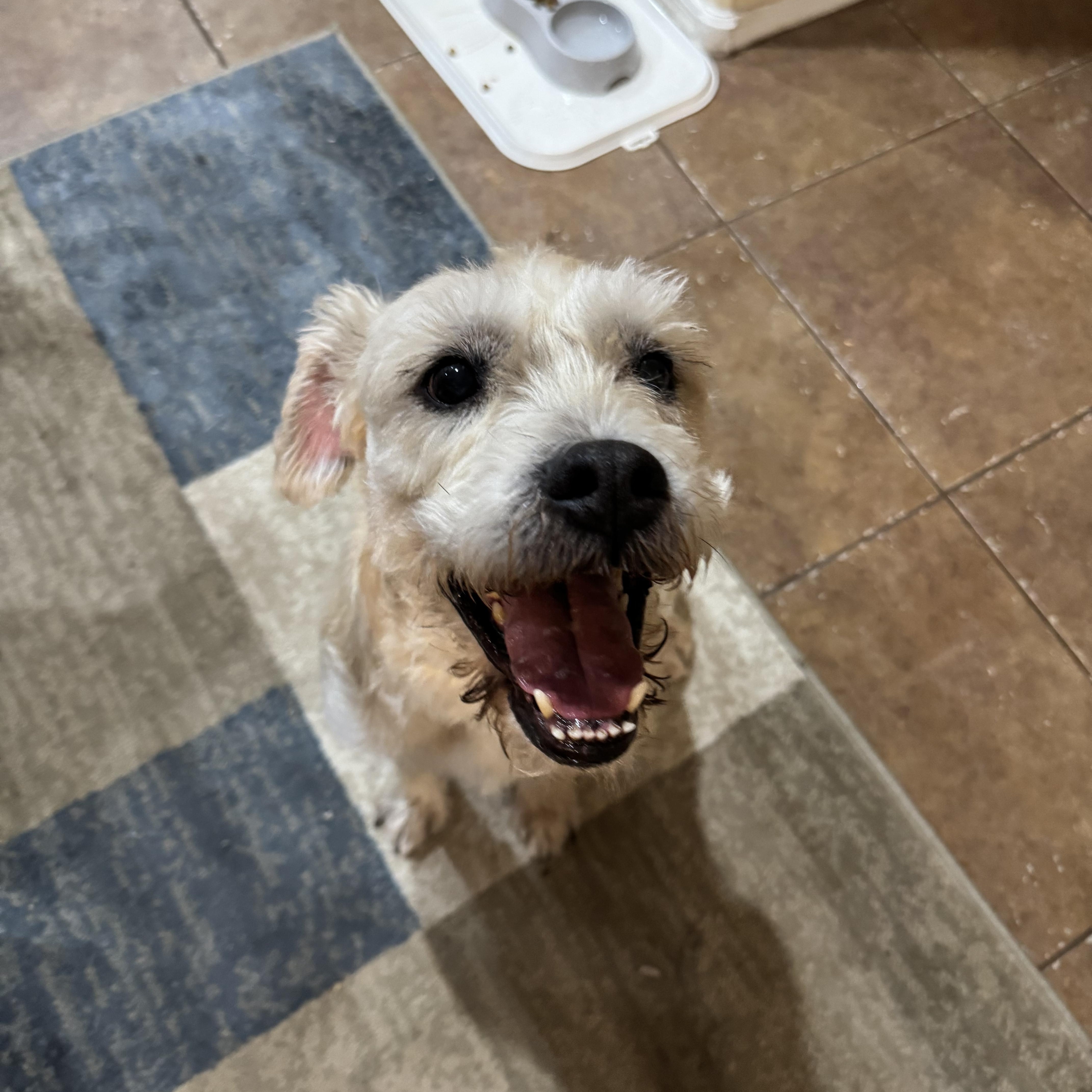 Enlarge Bolt, a Adoptable mixed breed in Phoenix, AZ image 4/6