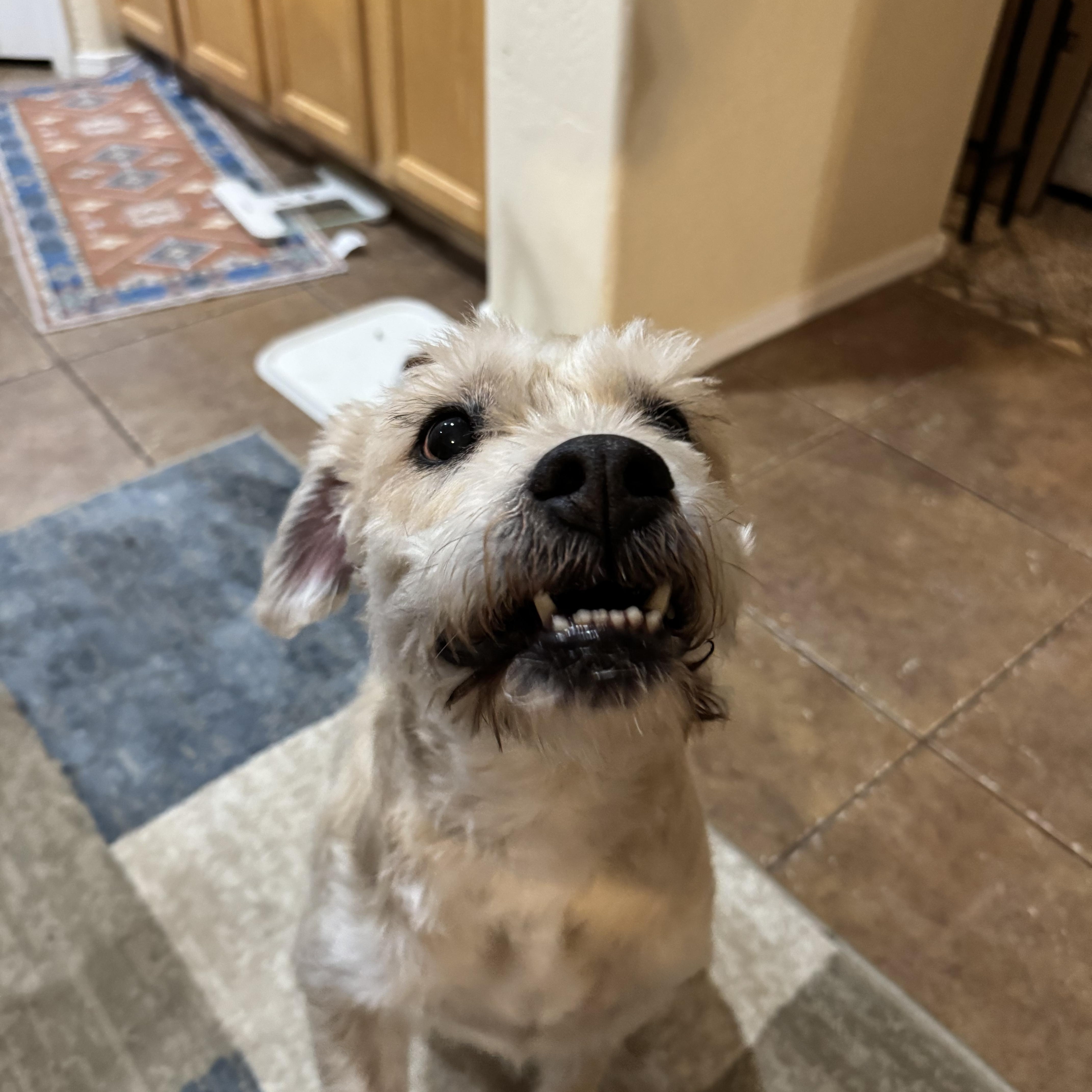 Enlarge Bolt, a Adoptable mixed breed in Phoenix, AZ image 5/6