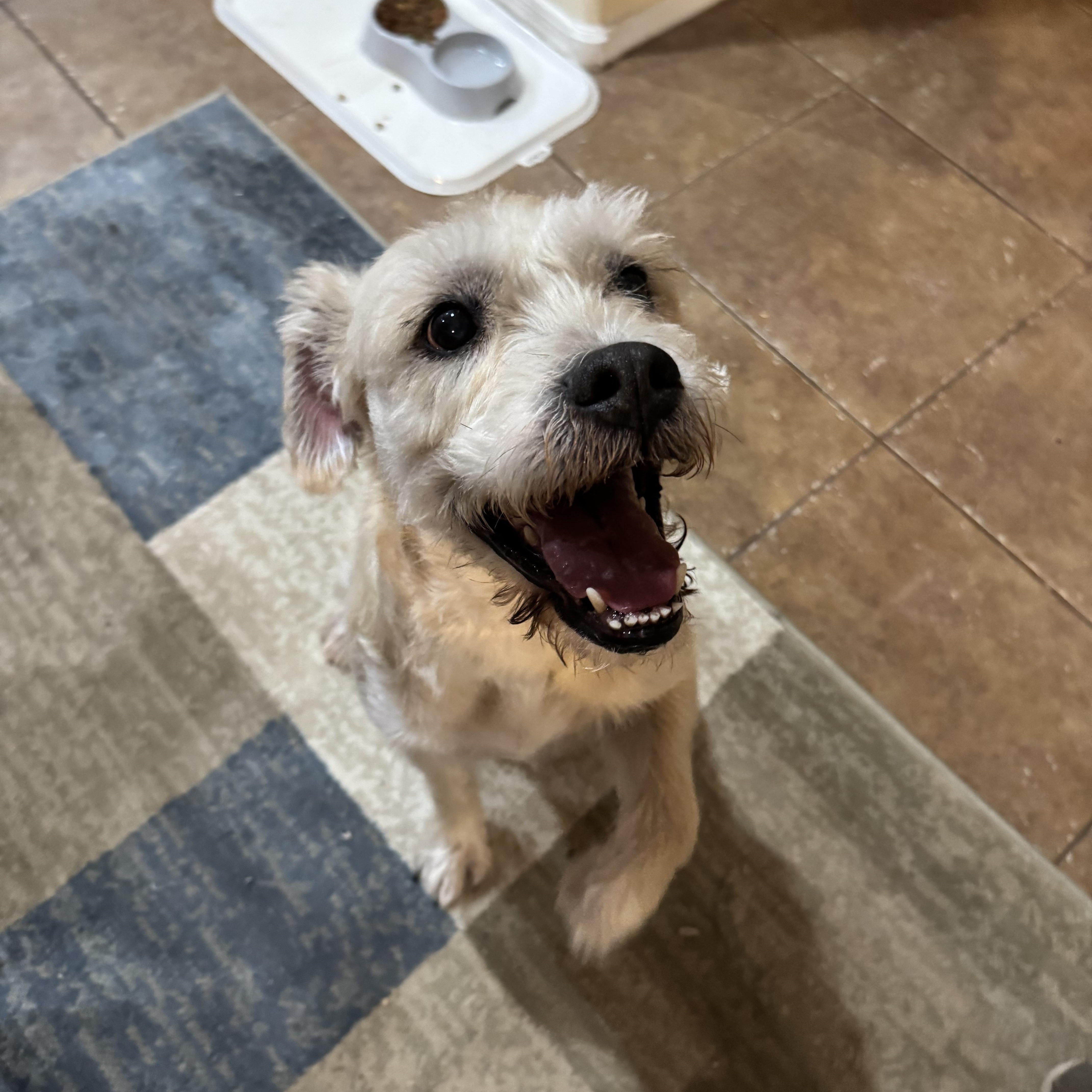 Enlarge Bolt, a Adoptable mixed breed in Phoenix, AZ image 3/6