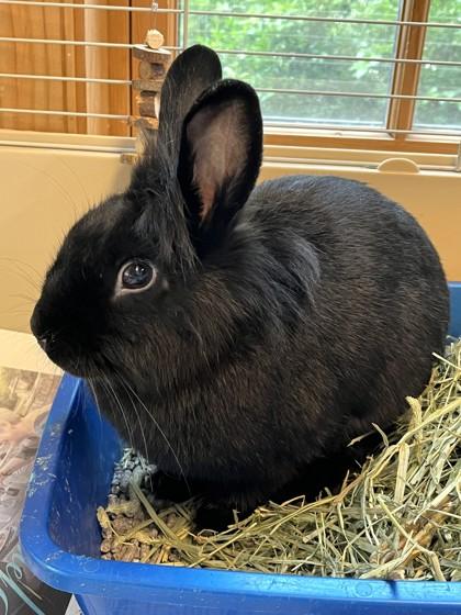 Juno, Adoptable, Adult Female Dwarf & Bunny Rabbit.