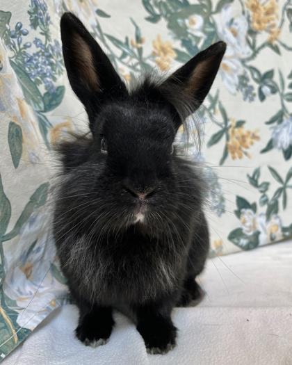 Juno, Adoptable, Adult Female Dwarf & Bunny Rabbit.