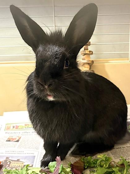 Enlarge Juno, a Adoptable mixed breed in New Hope, PA image 2/3