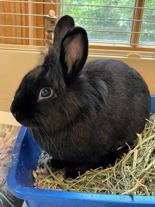 Juno, a Adoptable mixed breed in New Hope, PA image 3/3