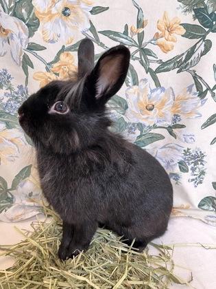 Juno, a Adoptable mixed breed in New Hope, PA image 2/3
