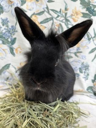 Juno, a Adoptable mixed breed in New Hope, PA image 3/3