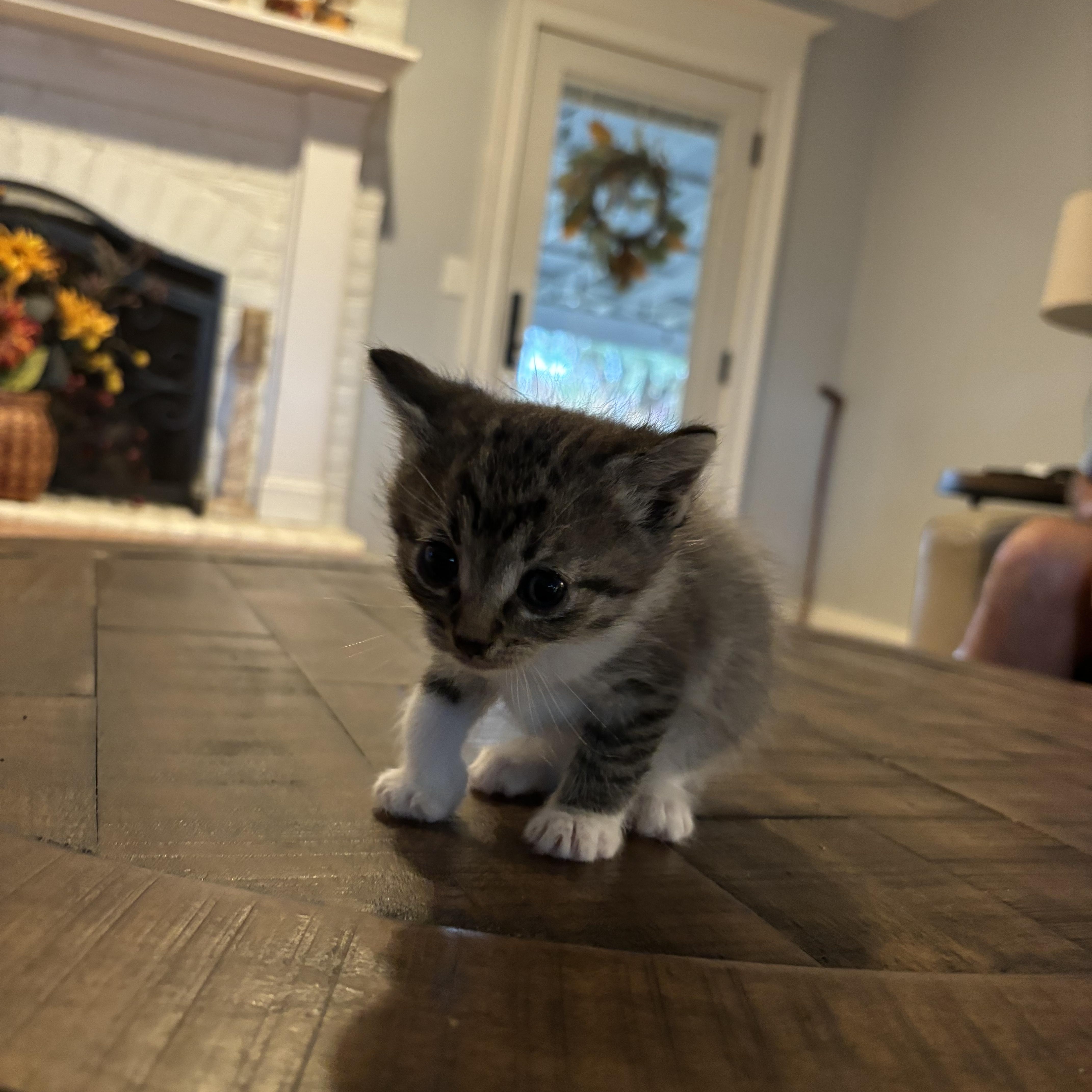 Enlarge Skipper, a Adopted Domestic Medium Hair in Hemingway, SC image 2/3