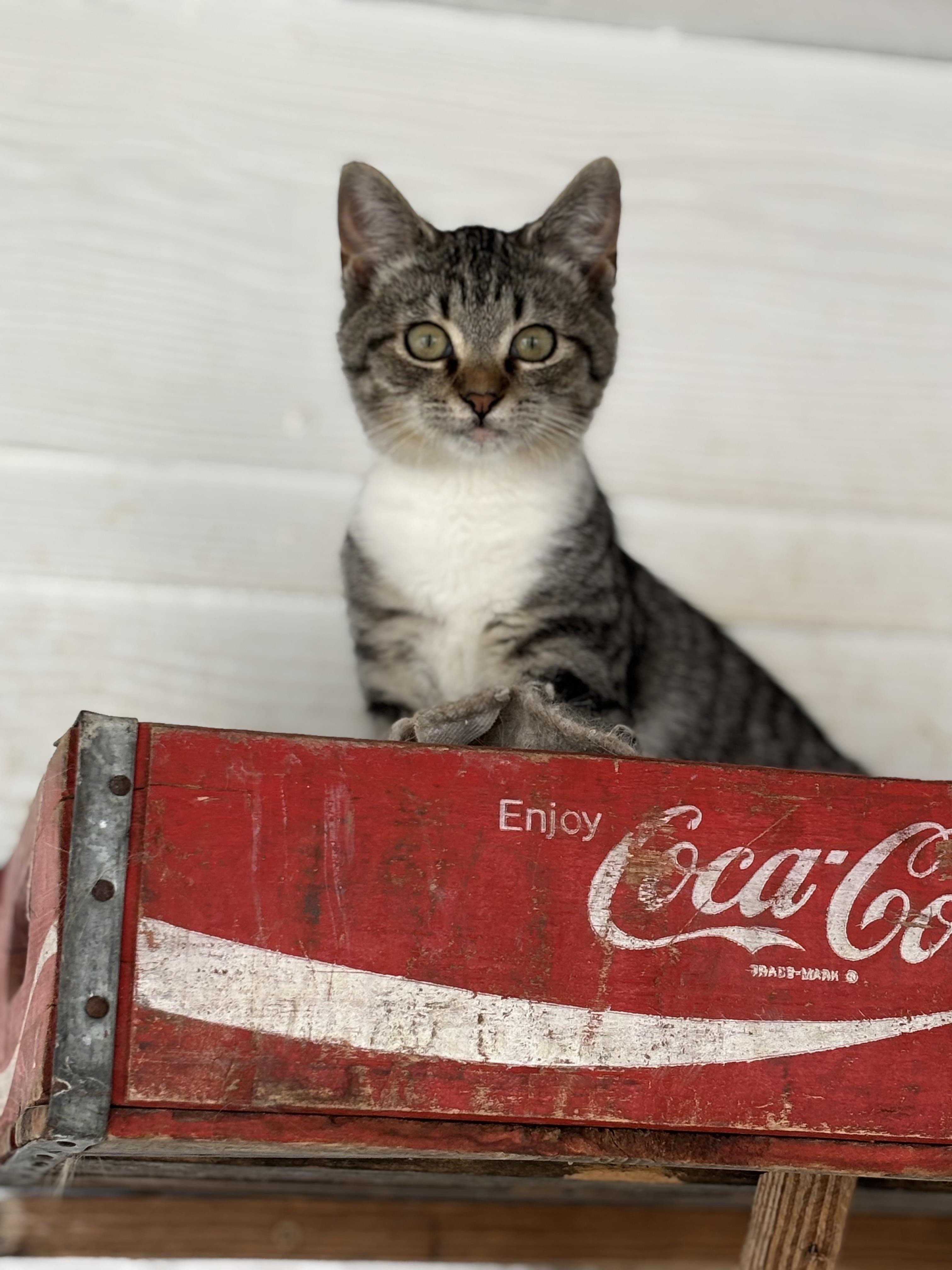 Enlarge Skipper, a Adopted Domestic Medium Hair in Hemingway, SC image 3/3
