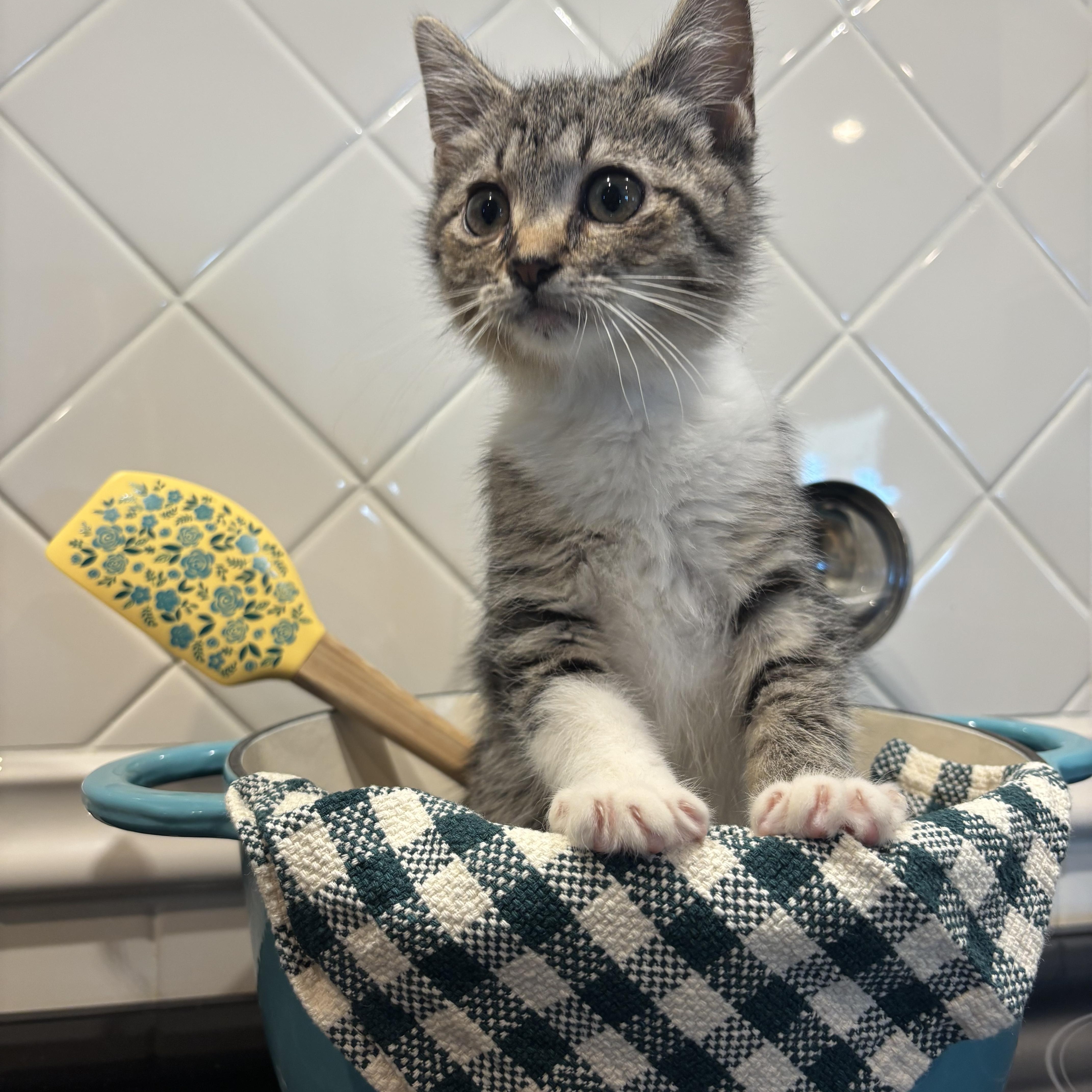 Skipper, Adopted, Kitten Male Domestic Medium Hair.