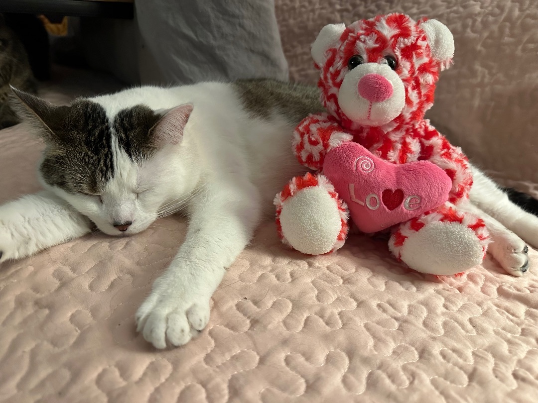 Enlarge Baby, a Adopted mixed breed in Blaine, MN image 1/6