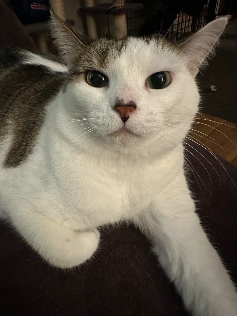 Enlarge Baby, a Adopted mixed breed in Blaine, MN image 2/6