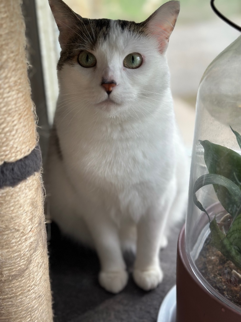 Enlarge Baby, a Adopted mixed breed in Blaine, MN image 3/6