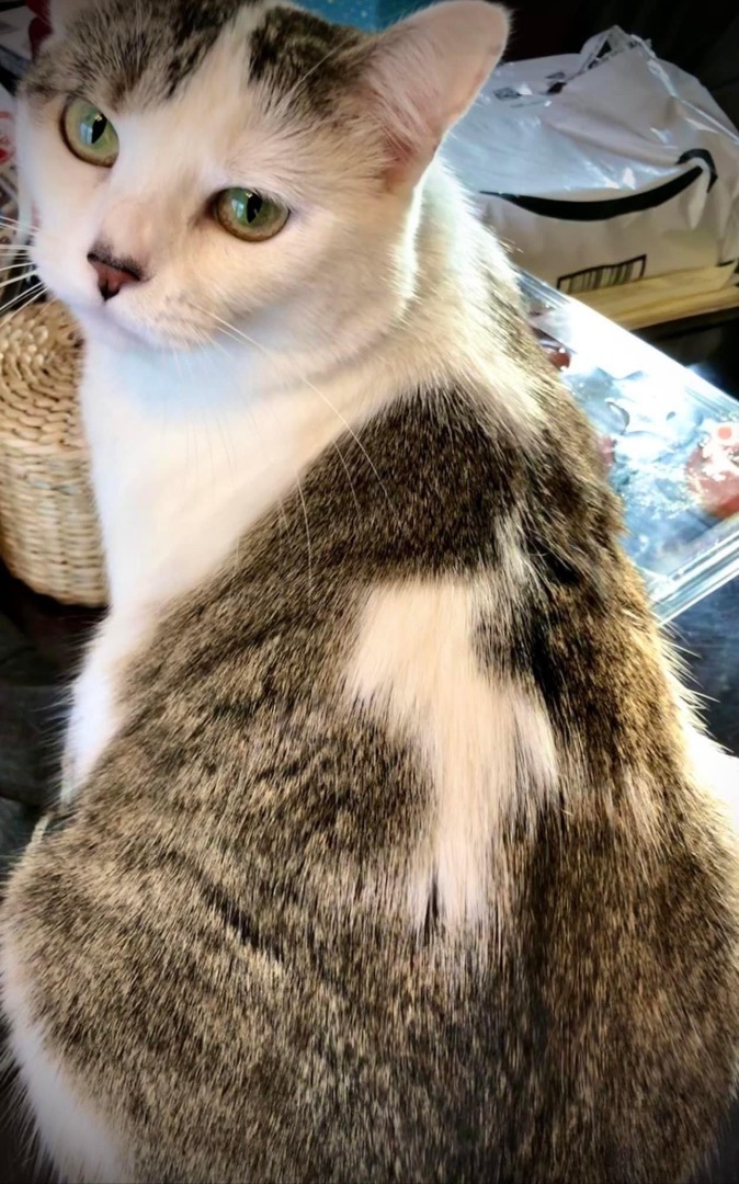 Enlarge Baby, a Adopted mixed breed in Blaine, MN image 4/6