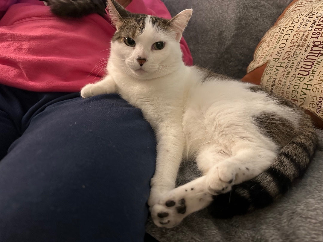 Enlarge Baby, a Adopted mixed breed in Blaine, MN image 5/6