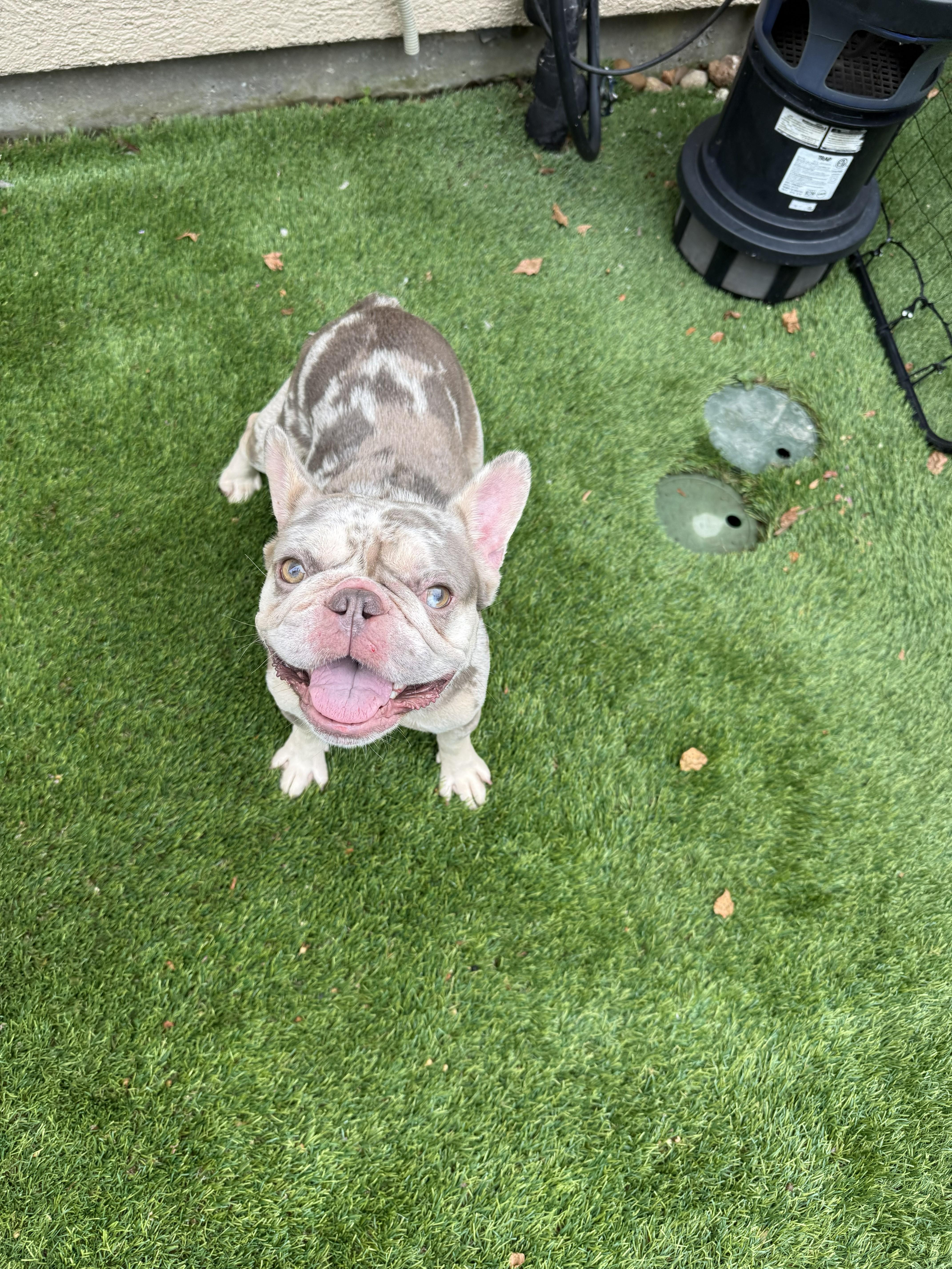 Enlarge Sarah (Single Pet home only), a ADOPTABLE mixed breed in De Pere, WI image 2/4