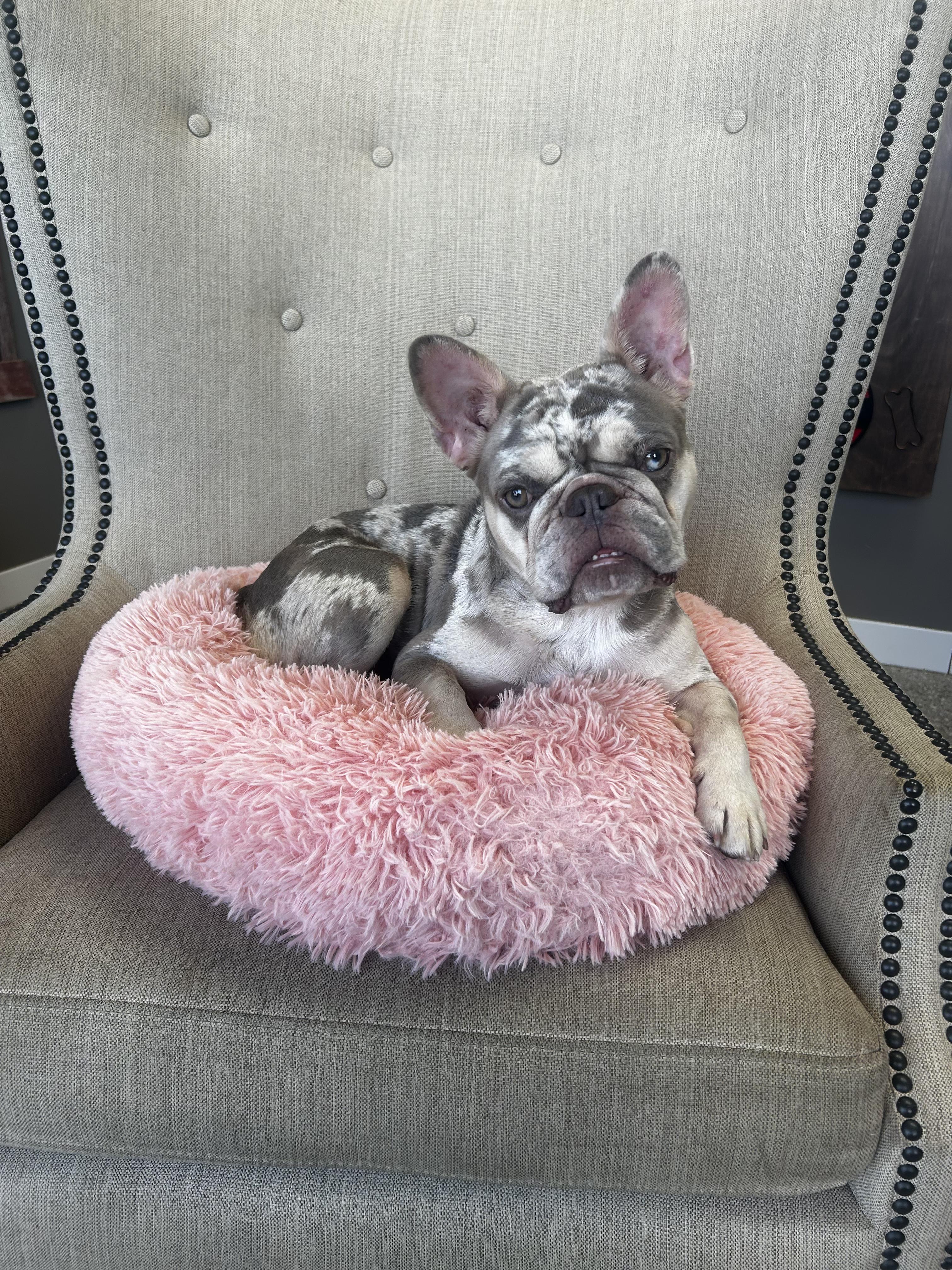 Enlarge Sarah (Single Pet home only), a ADOPTABLE mixed breed in De Pere, WI image 4/4