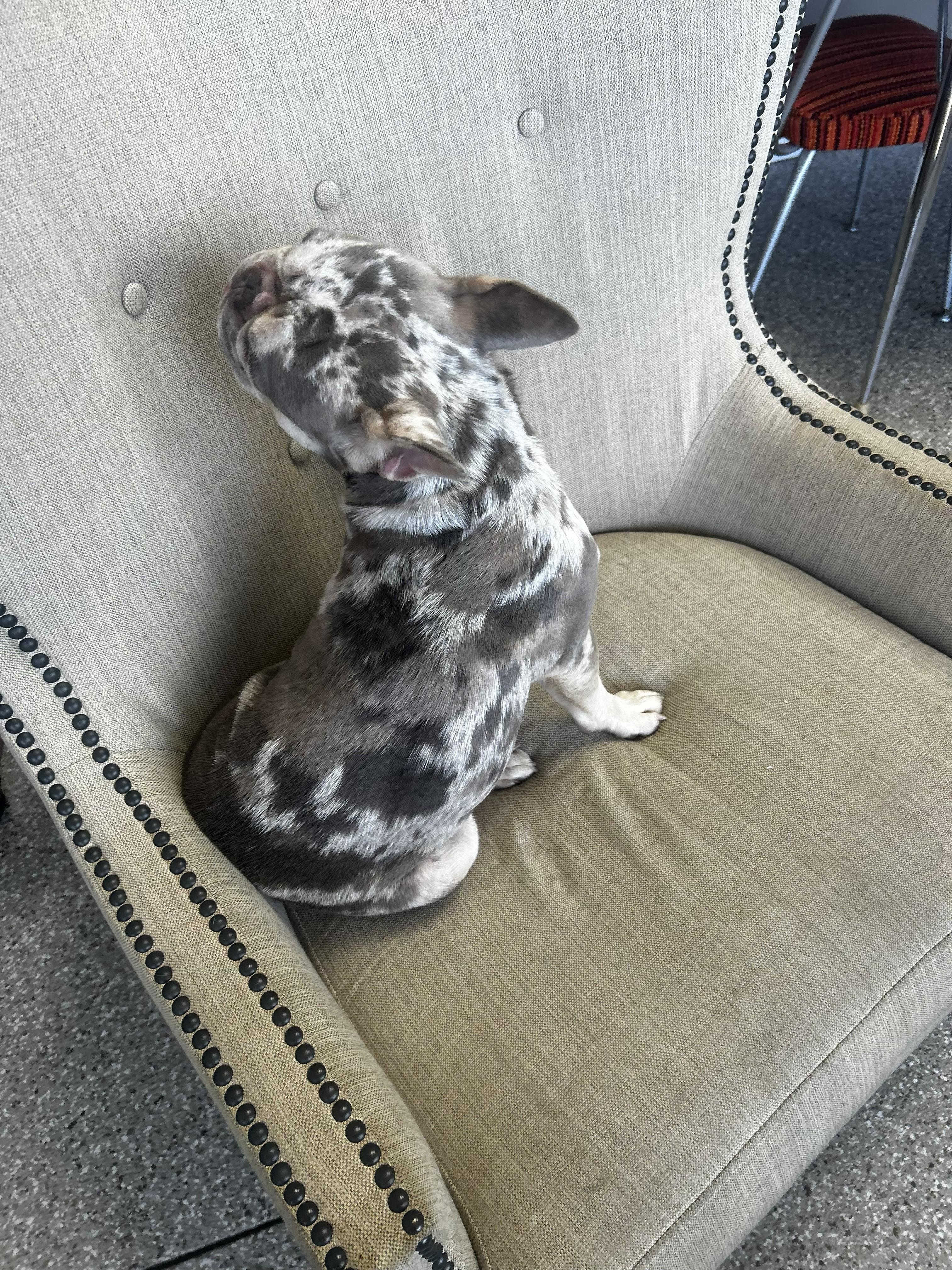Enlarge Sarah (Single Pet home only), a ADOPTABLE mixed breed in De Pere, WI image 3/4