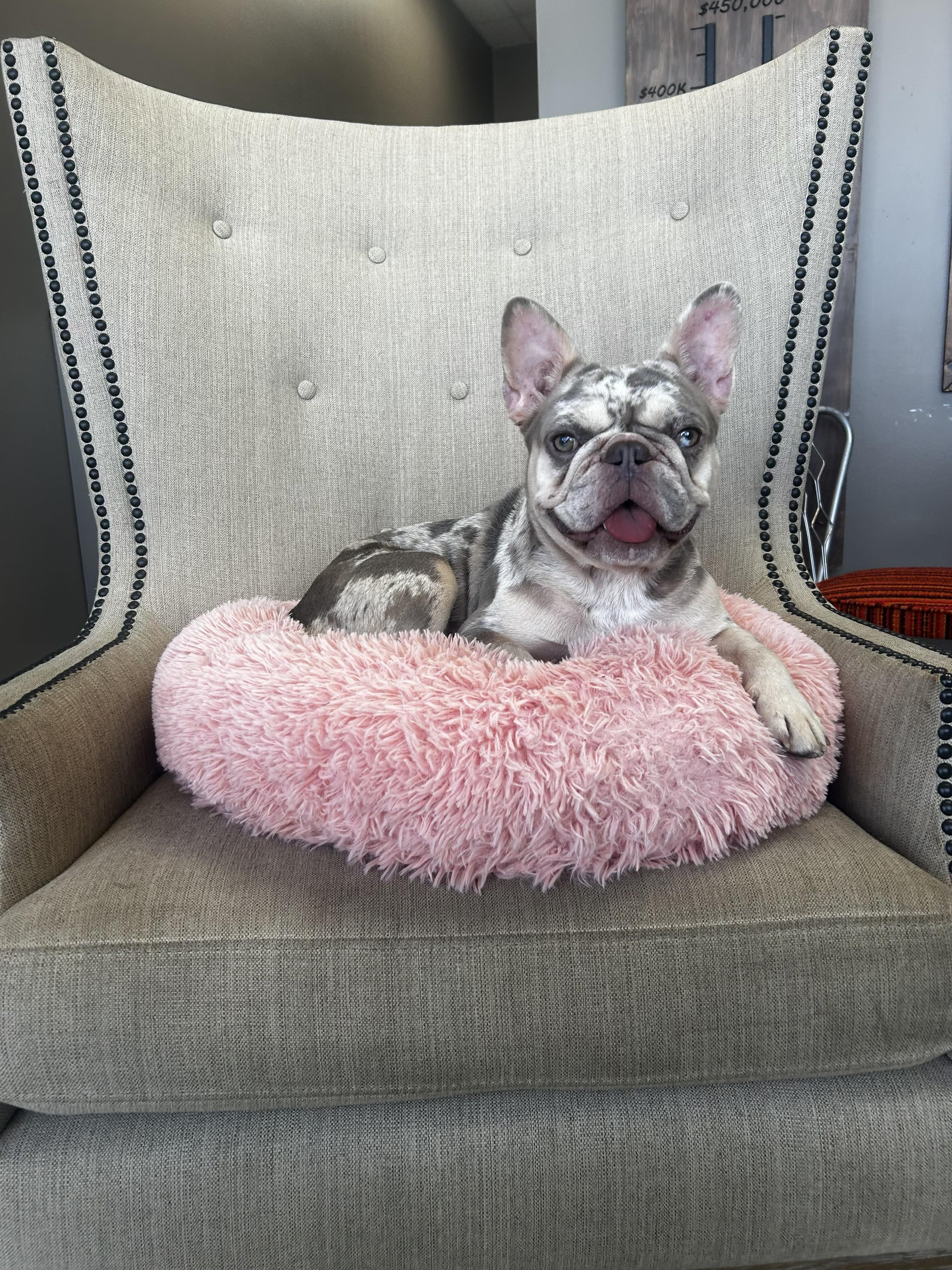 Sarah (Single Pet home only), ADOPTABLE, Young Female French Bulldog.