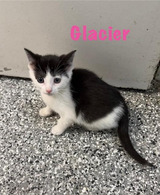 Glacier, ADOPTABLE, Kitten Female Domestic Short Hair.