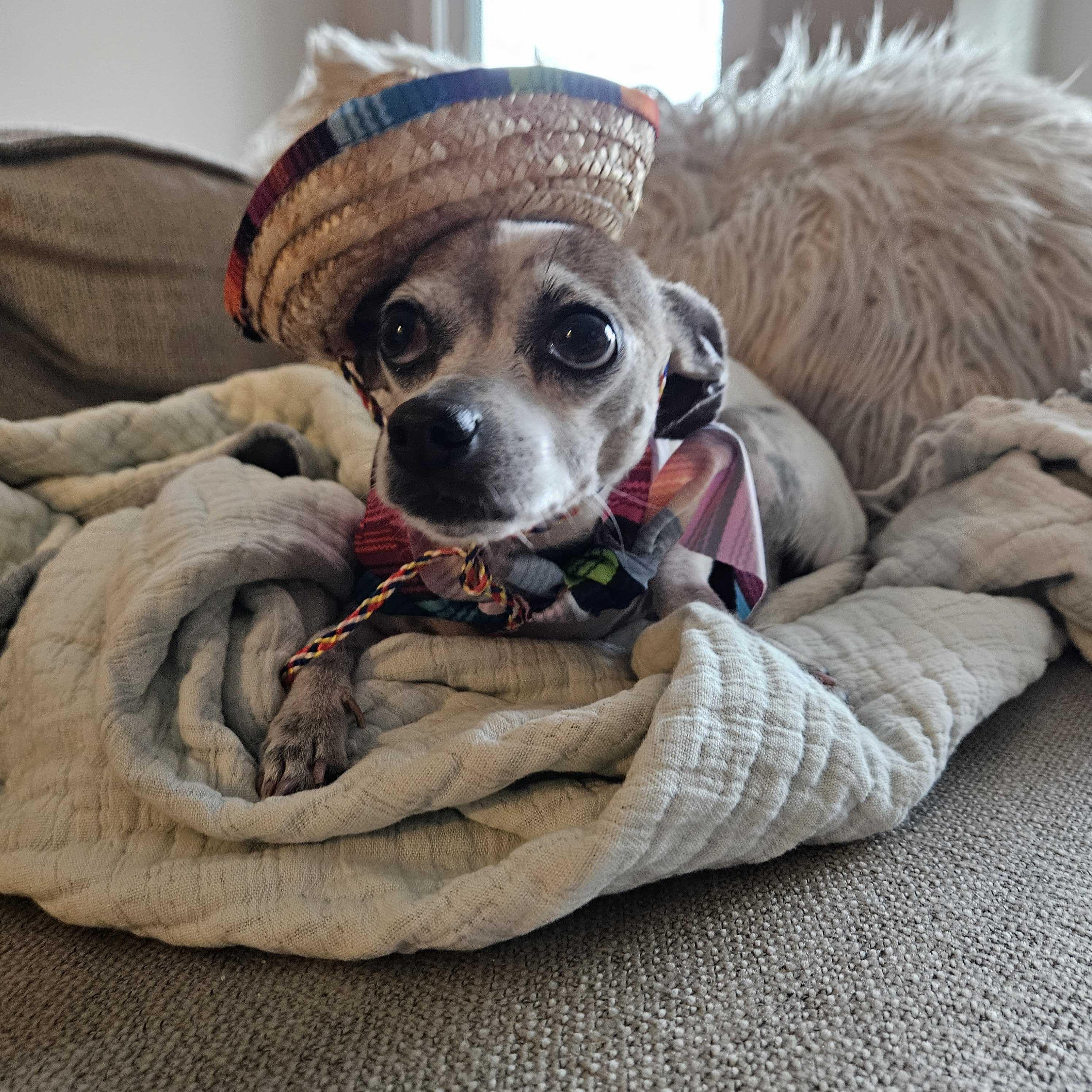 Armando, a Adoptable Chihuahua in Putnam, CT image 6/6