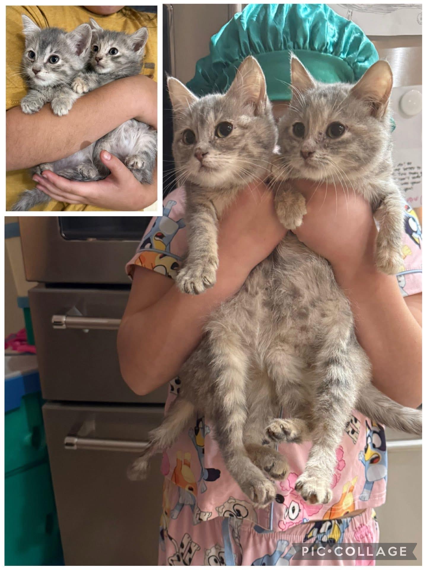 Enlarge Tinsel and Twinkle , an adopted Domestic Short Hair in Richland Center, WI image 2/2