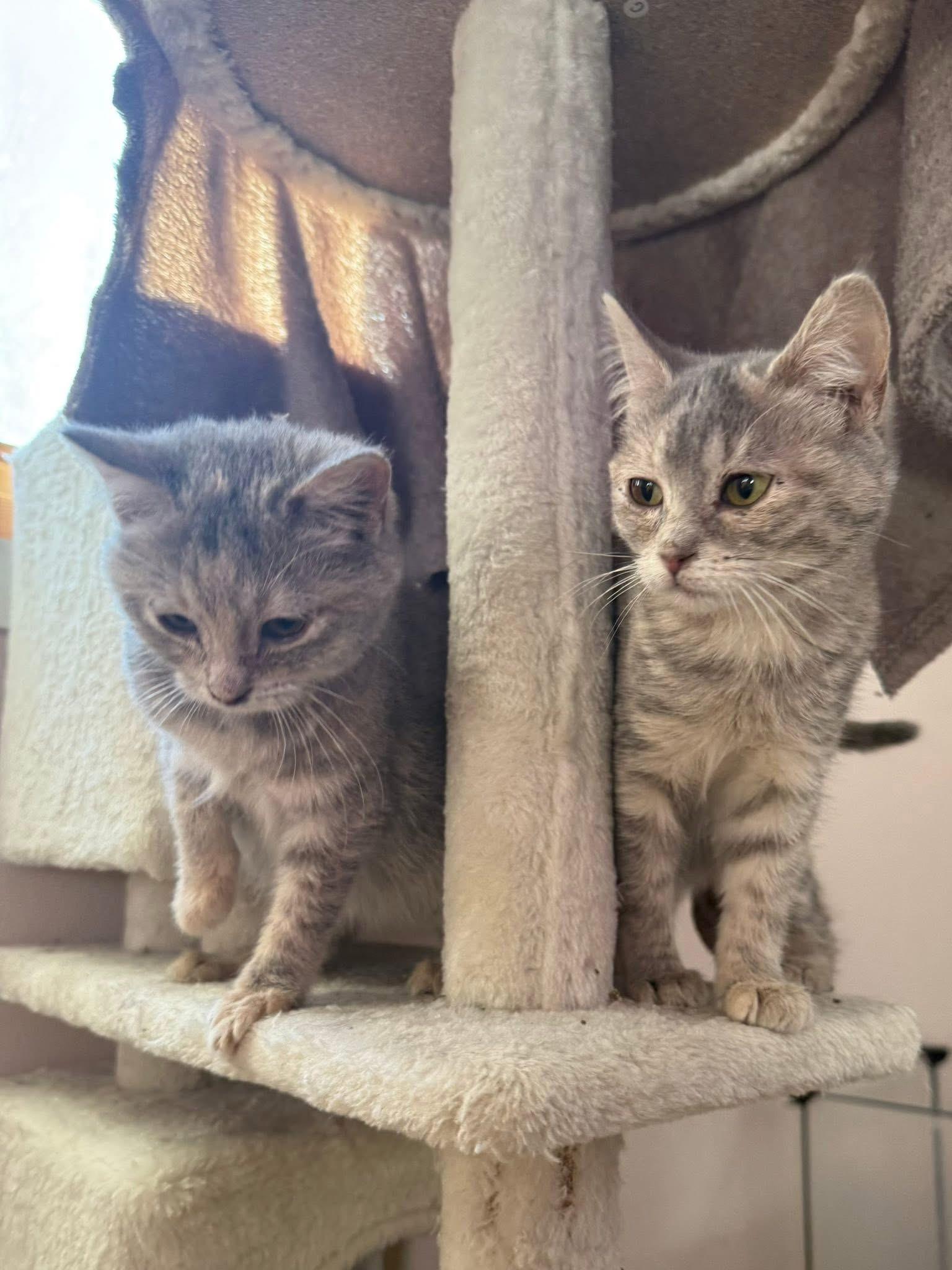 Tinsel and Twinkle , adopted, Young Female Domestic Short Hair.