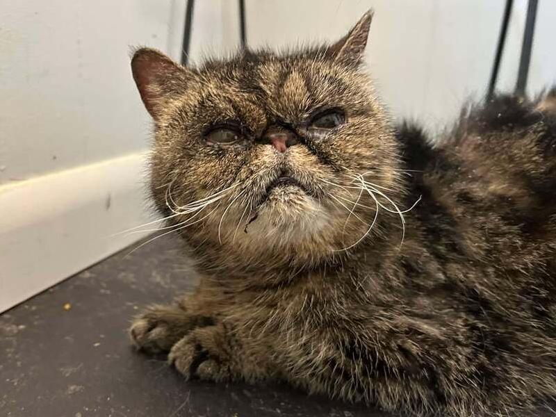 Enlarge Tabitha, a Adoptable Persian in Emporia, KS image 2/4