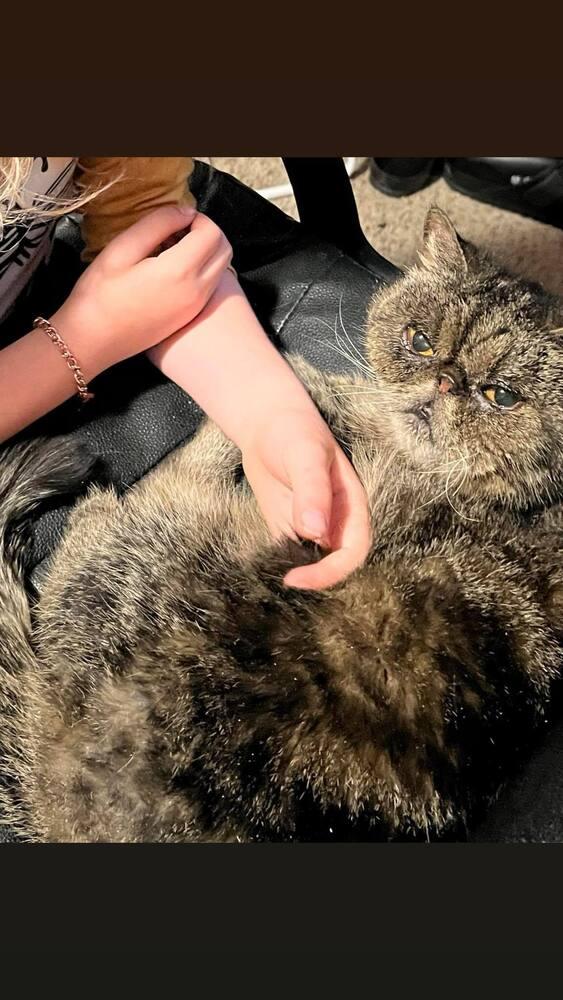 Enlarge Tabitha, a Adoptable Persian in Emporia, KS image 3/4