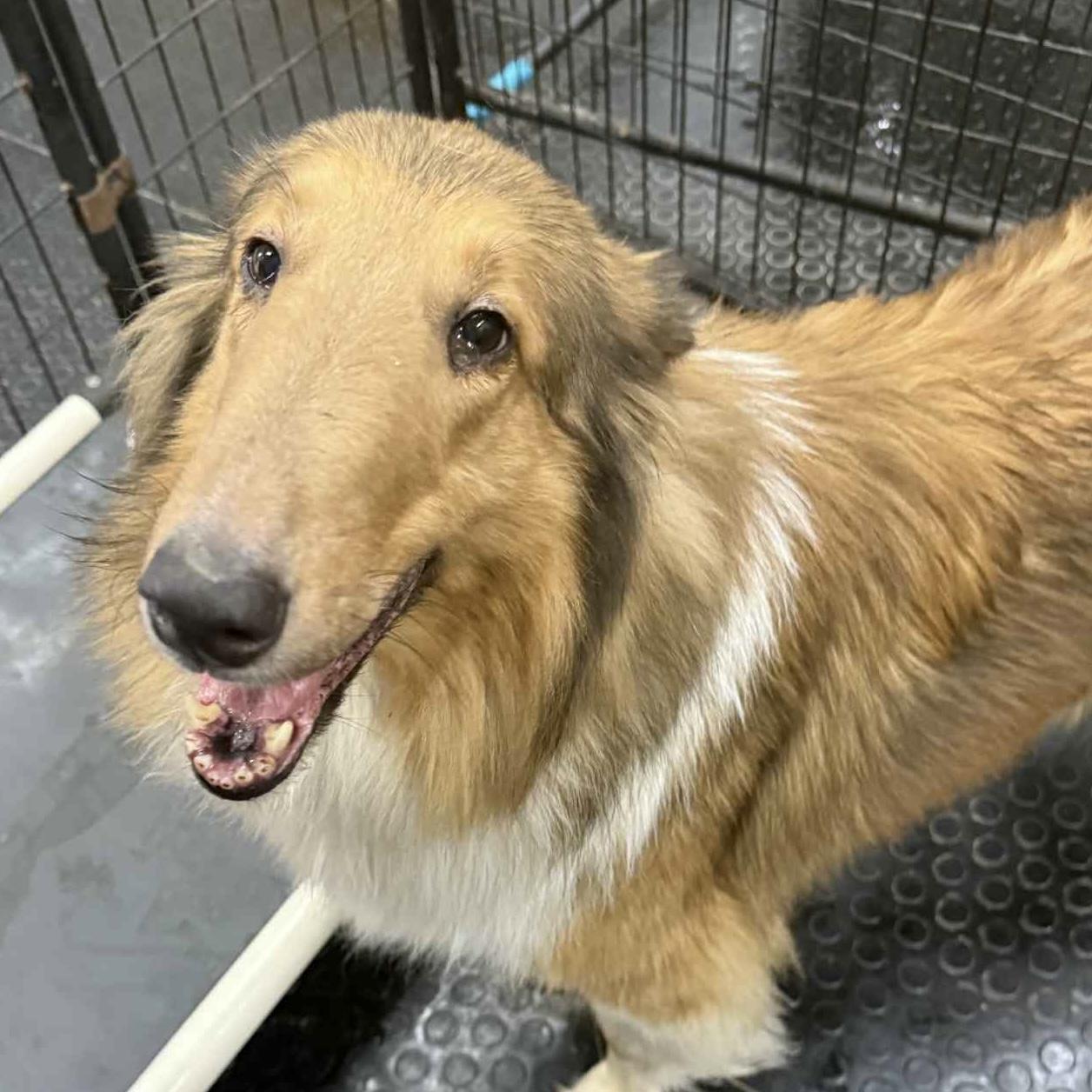 Stardust - Foster Home Needed