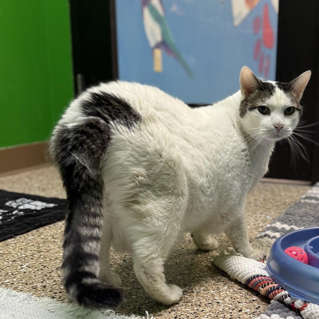 Moto-Moto, Adoptable, Adult Male Domestic Short Hair.