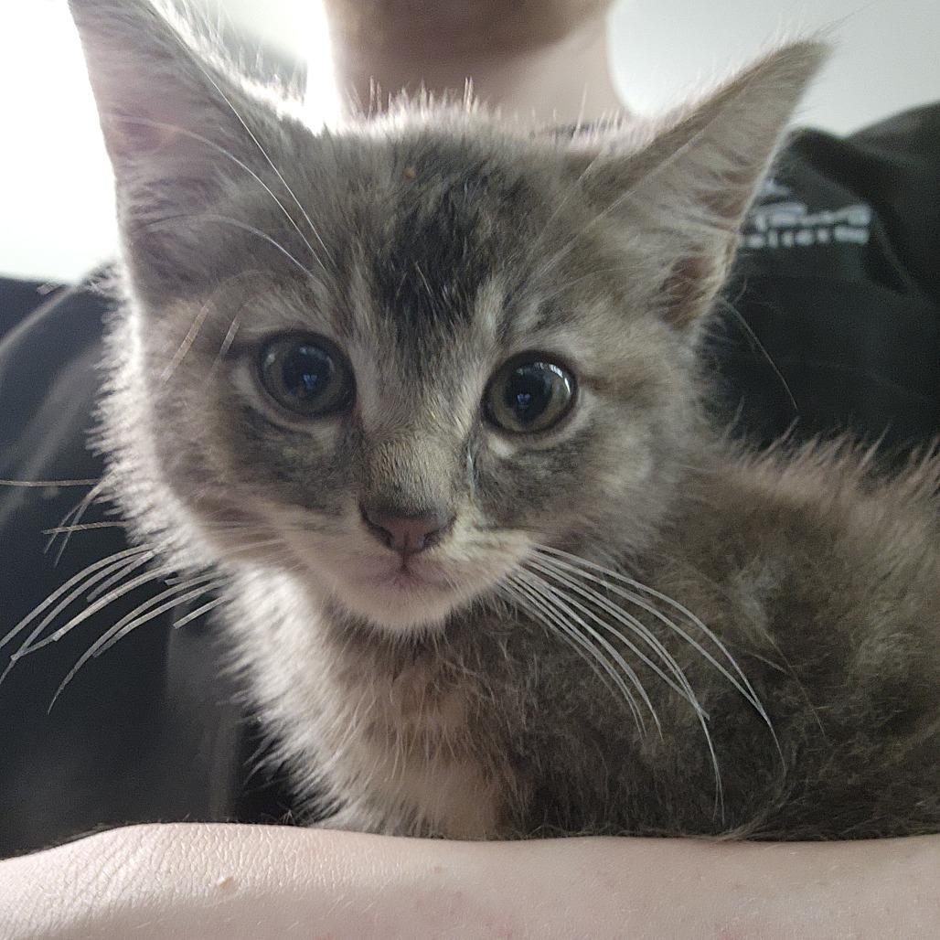 Brooks, Adoptable, Kitten Female Domestic Medium Hair.