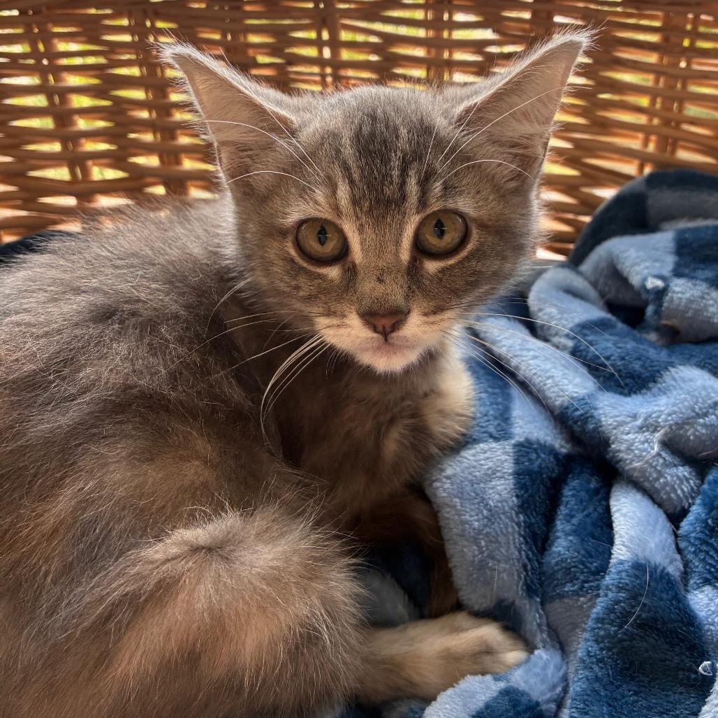 Brooks, a Adoptable Domestic Medium Hair in Manhattan, KS image 2/3