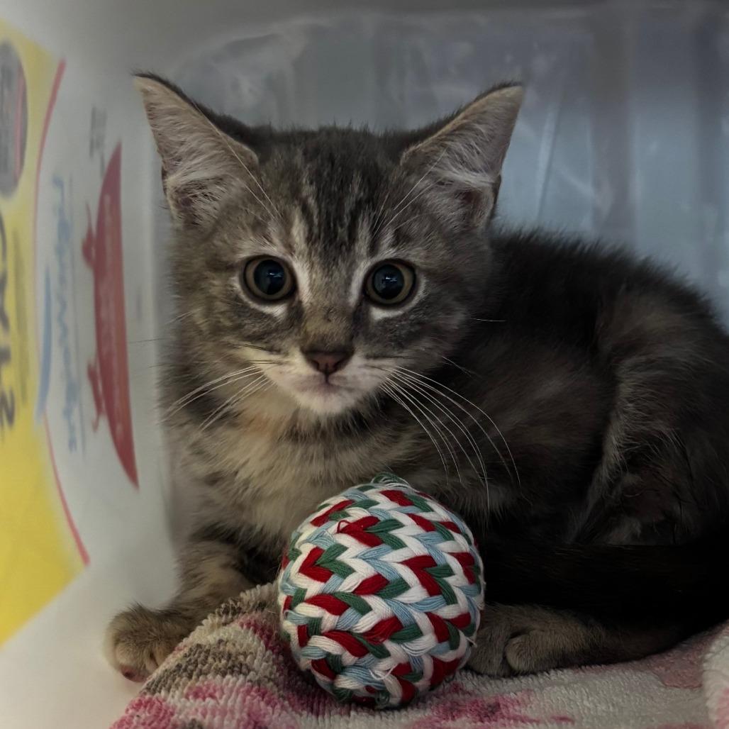Brooks, a Adoptable Domestic Medium Hair in Manhattan, KS image 3/3