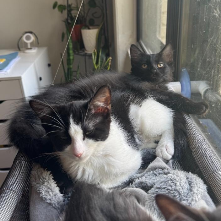 Enlarge Vostok and Gemini, a Adoptable mixed breed in Hyattsville, MD image 3/6