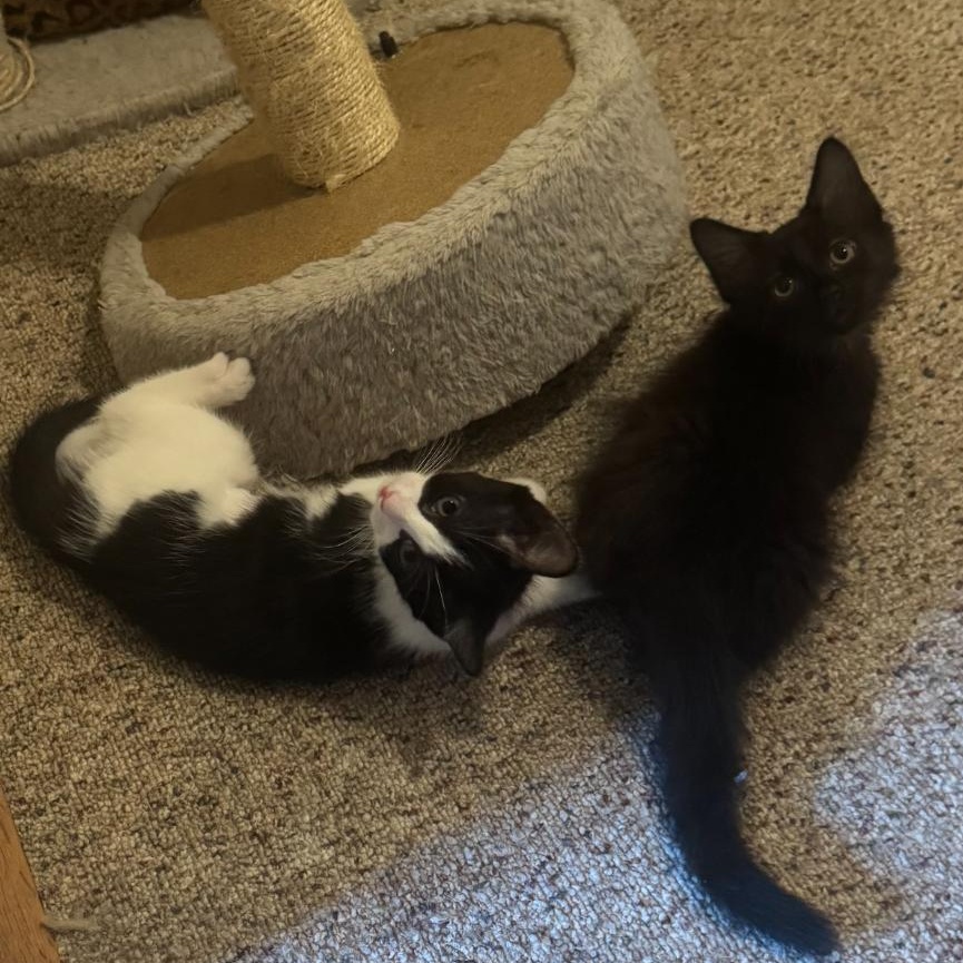 Vostok and Gemini, Adoptable, Kitten Male Domestic Medium Hair & Tuxedo.
